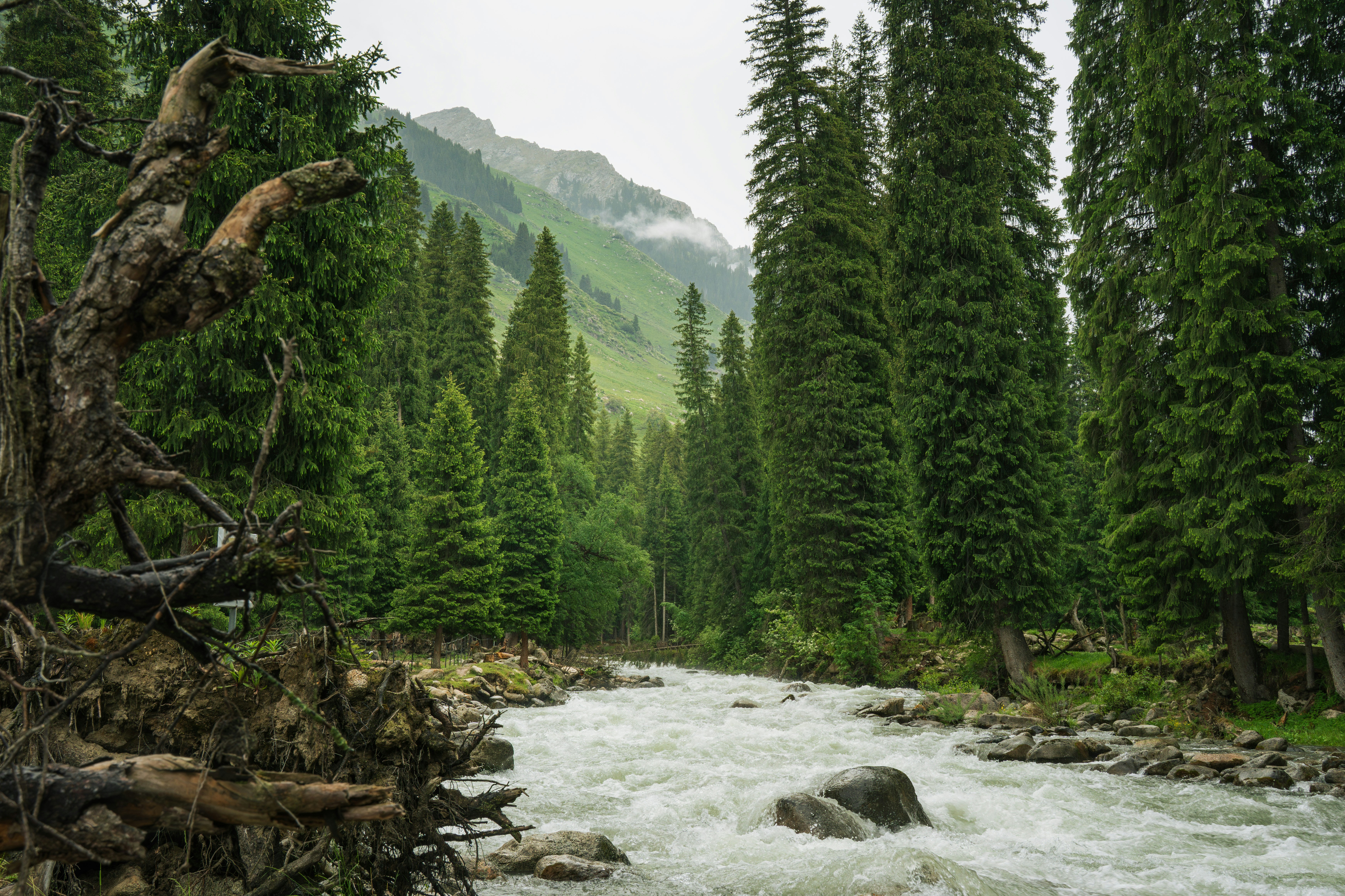 Nature Mountain River Flowing Through A Dense Pine Forest. 4K Wallpaper #2773