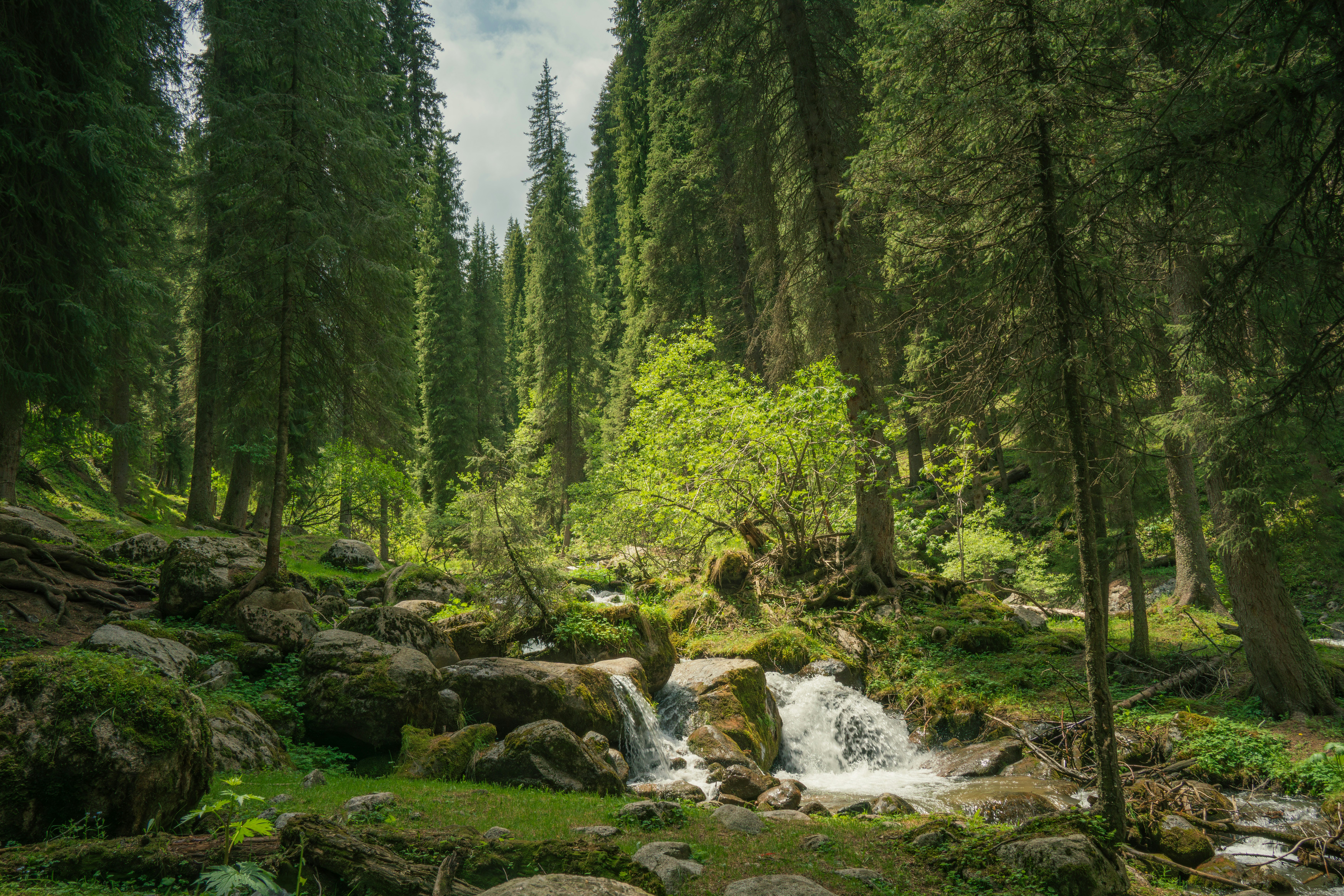 Lush green forest with a flowing stream and small waterfalls.