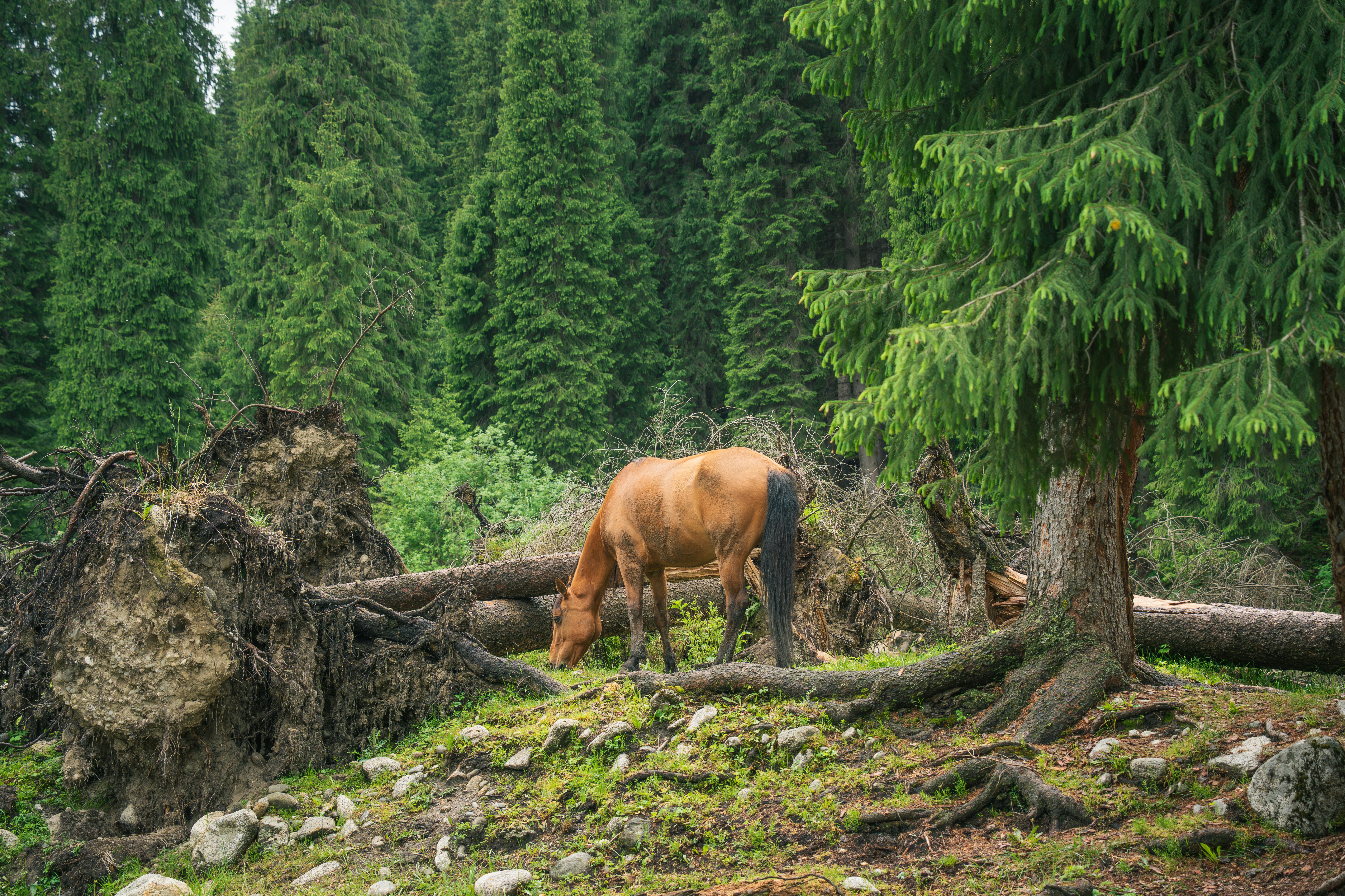 A brown horse grazes in a forest with fallen trees.