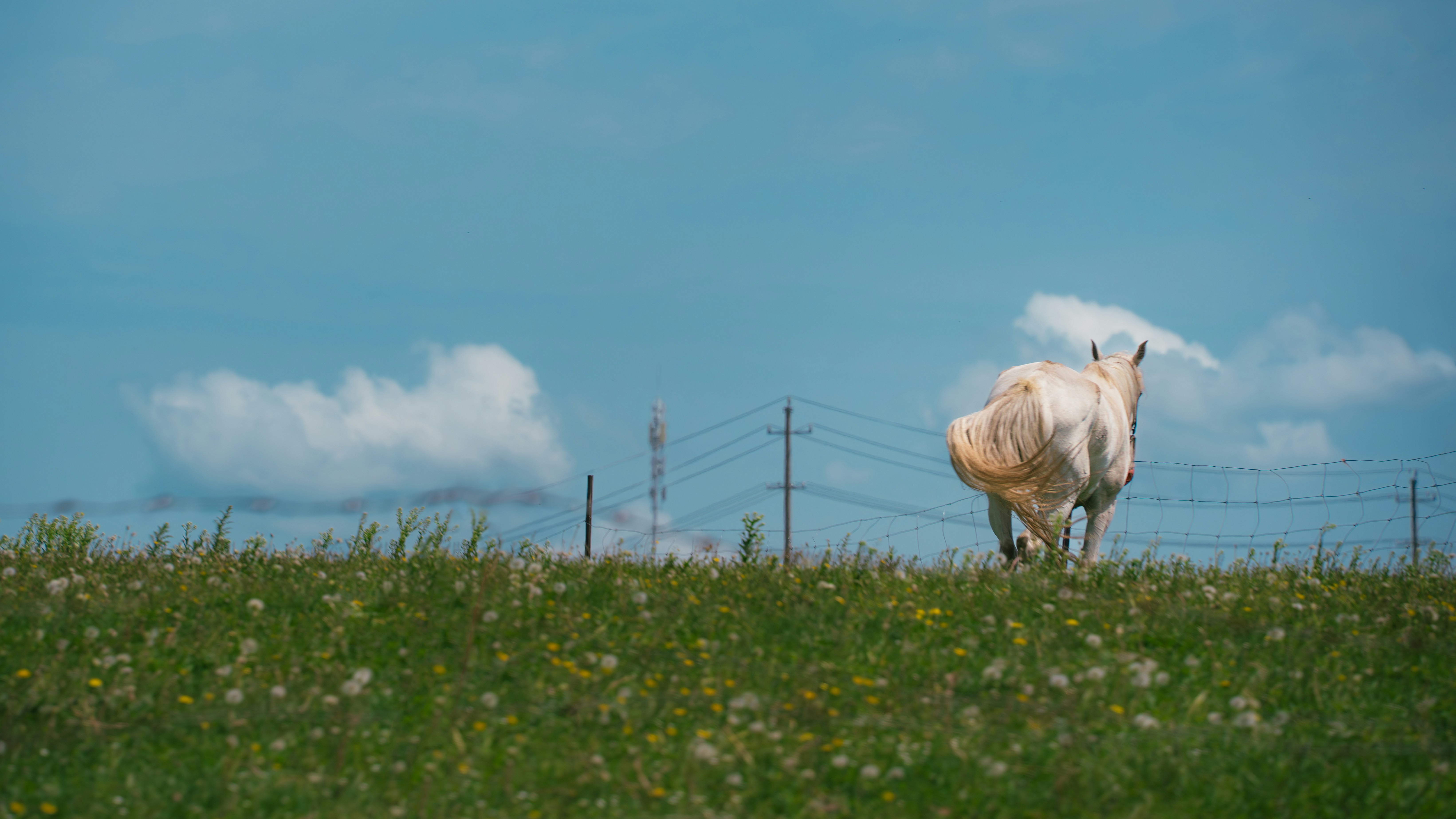 White horse standing in a green field under blue sky.
