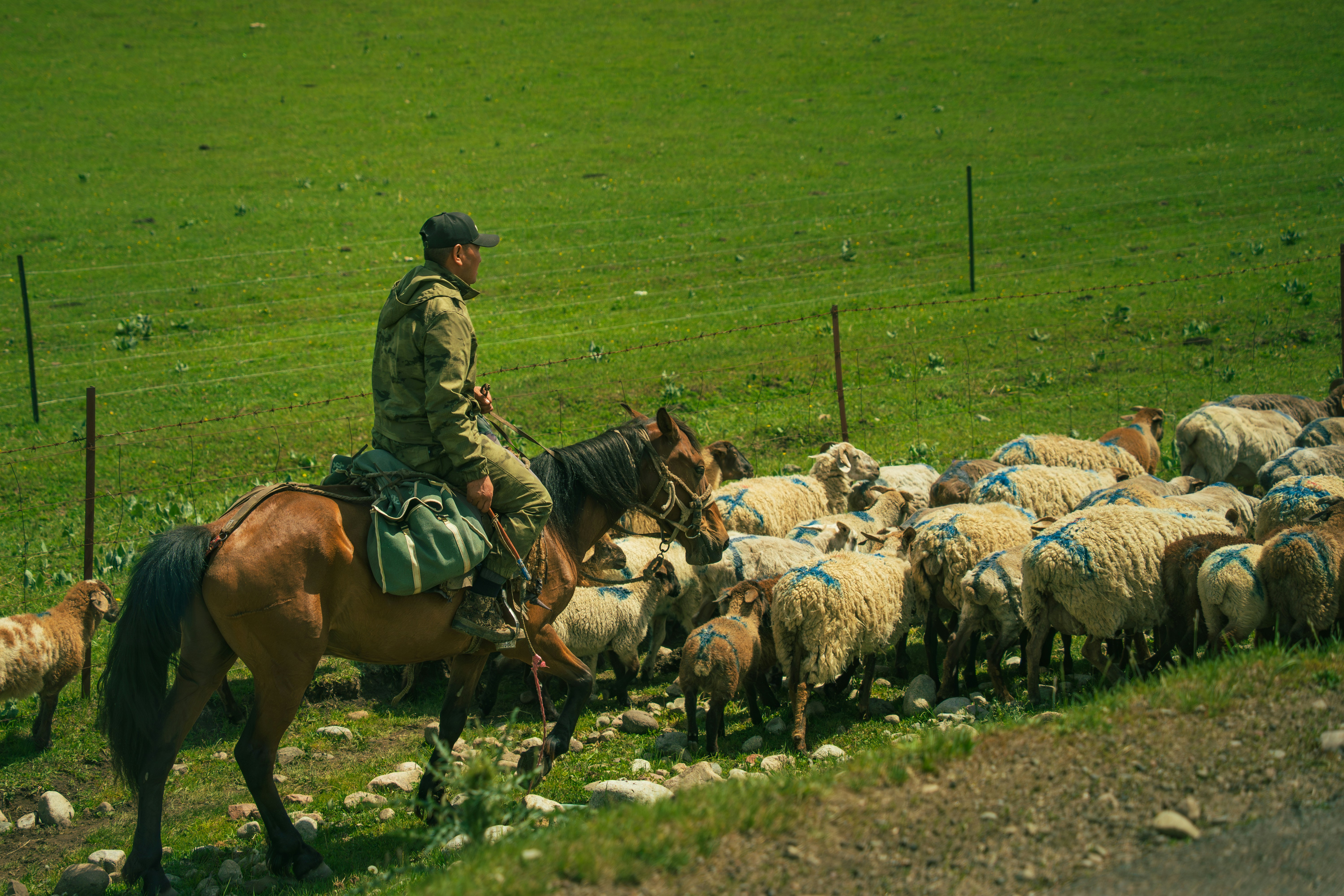 A person on horseback herding sheep in a green field.