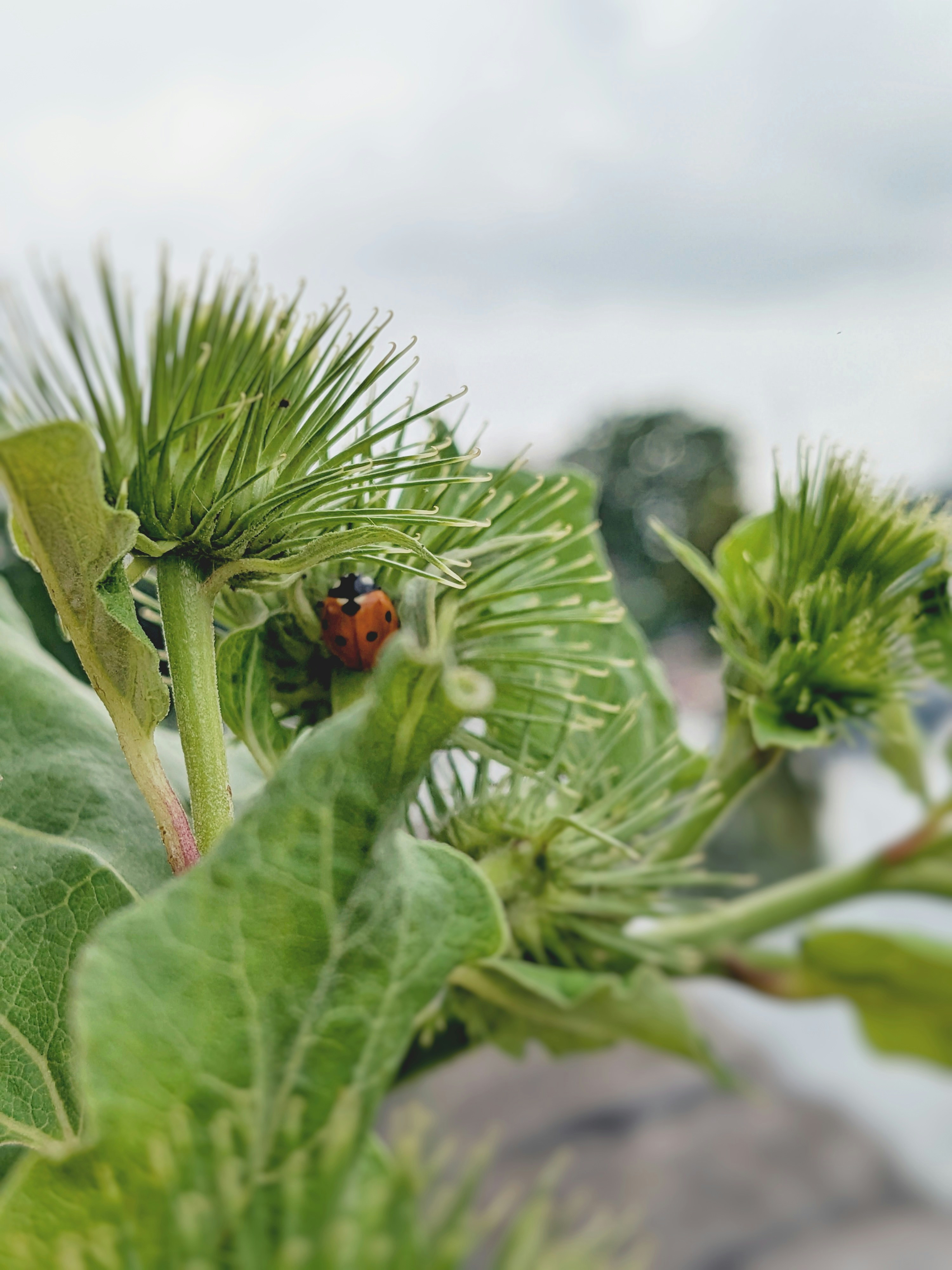 A ladybug resting on a spiky green plant.
