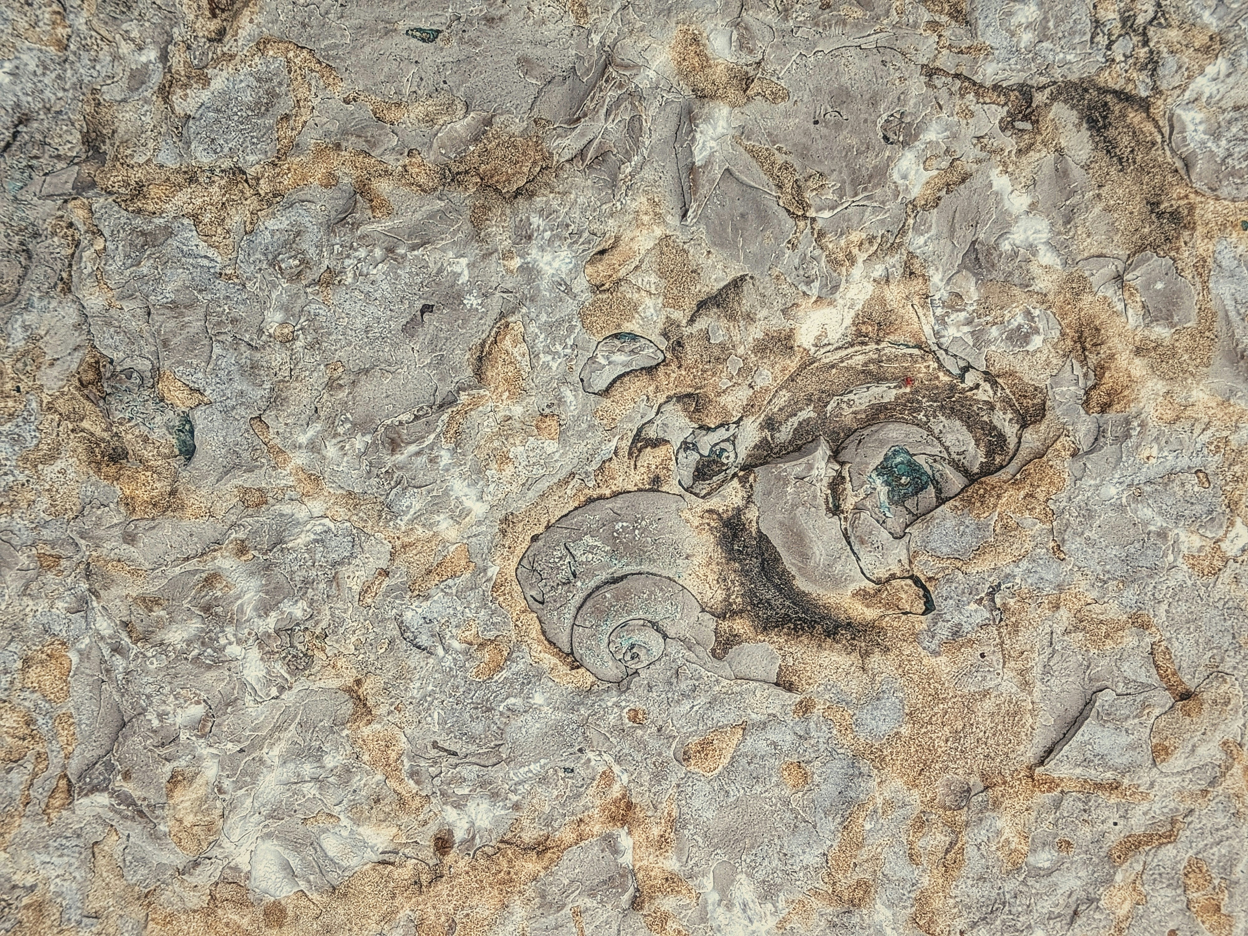 Fossilized shells embedded in a textured rock surface.