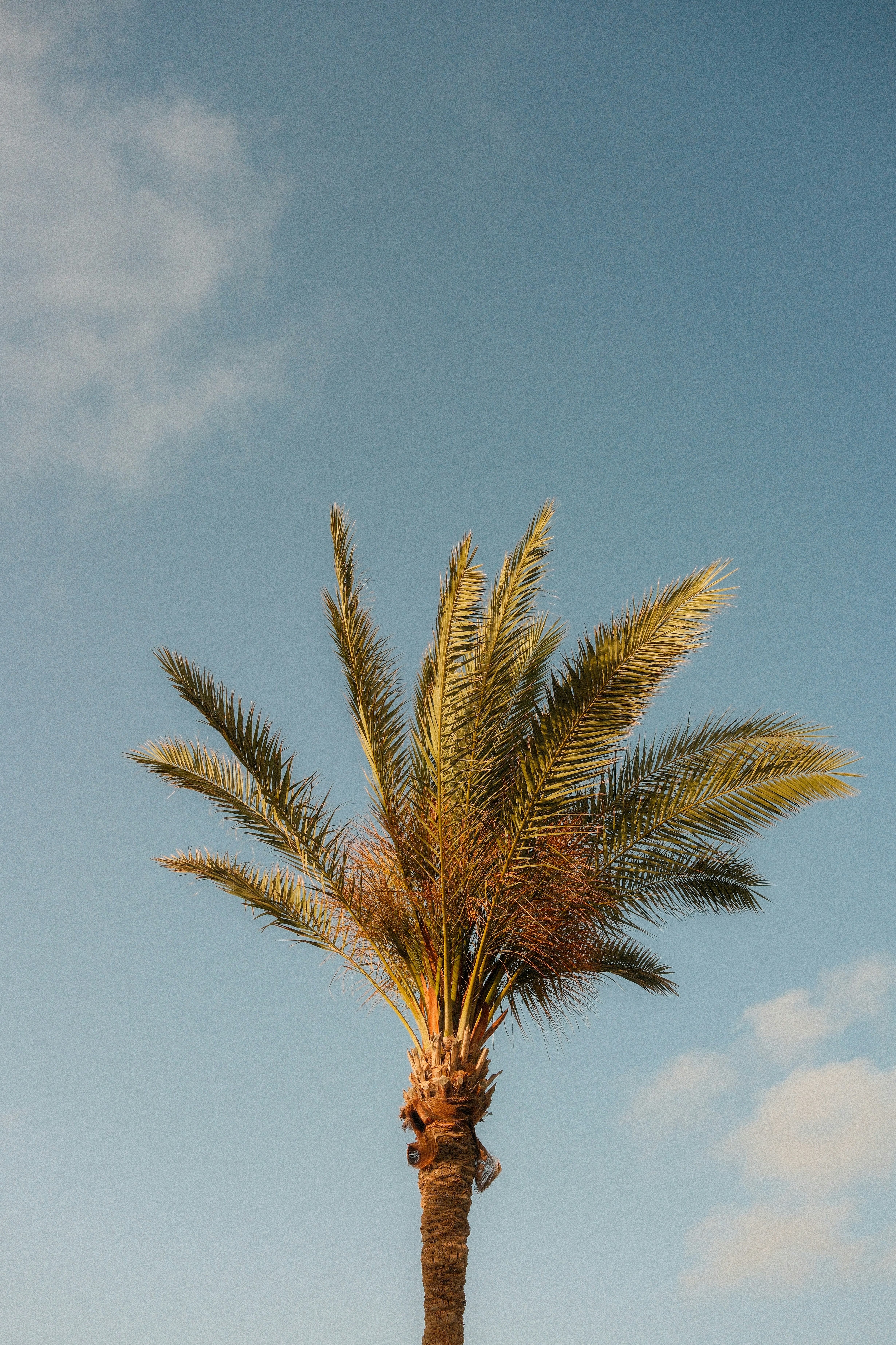 A single palm tree stands against a clear blue sky.