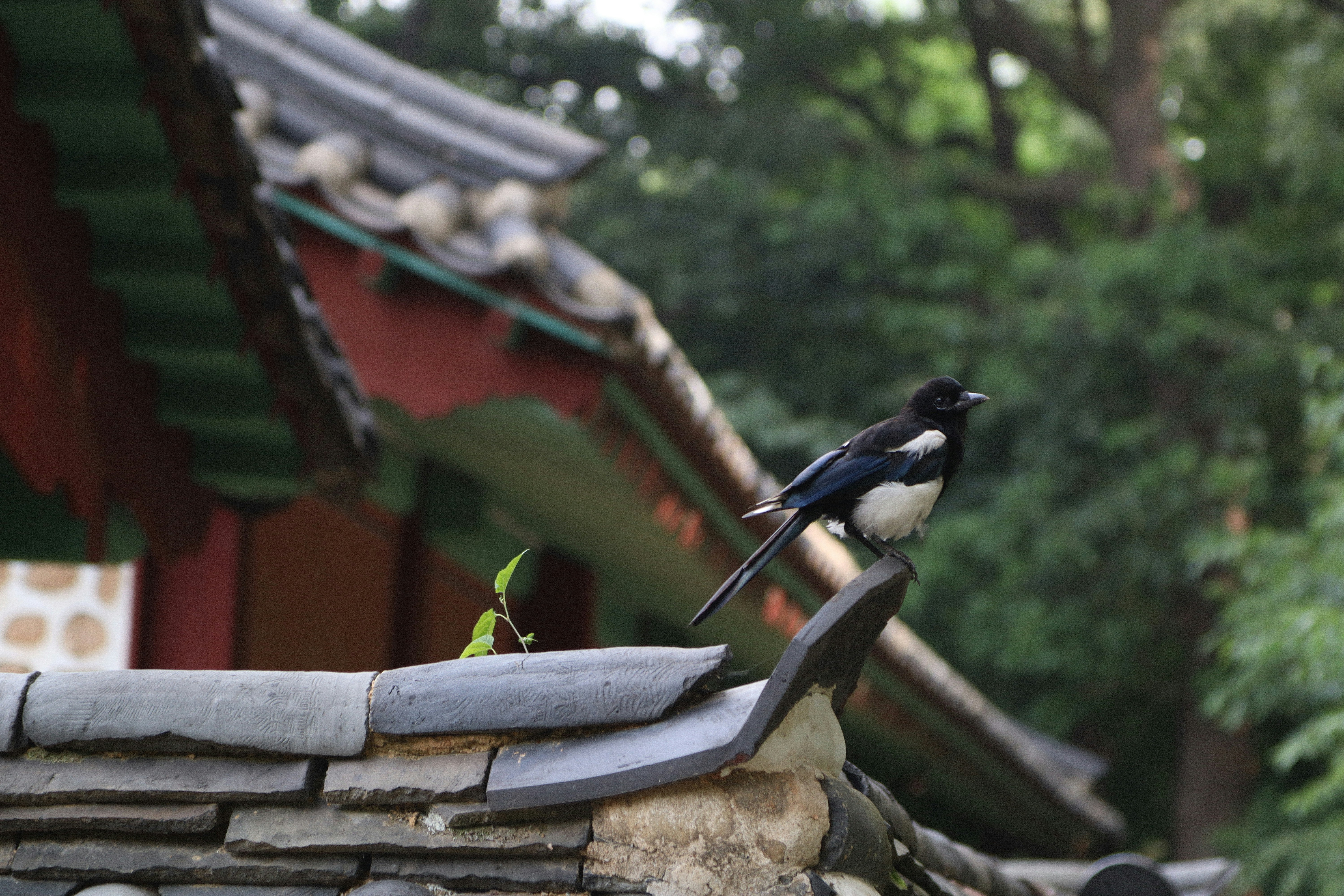 A magpie perches on a traditional tiled roof.