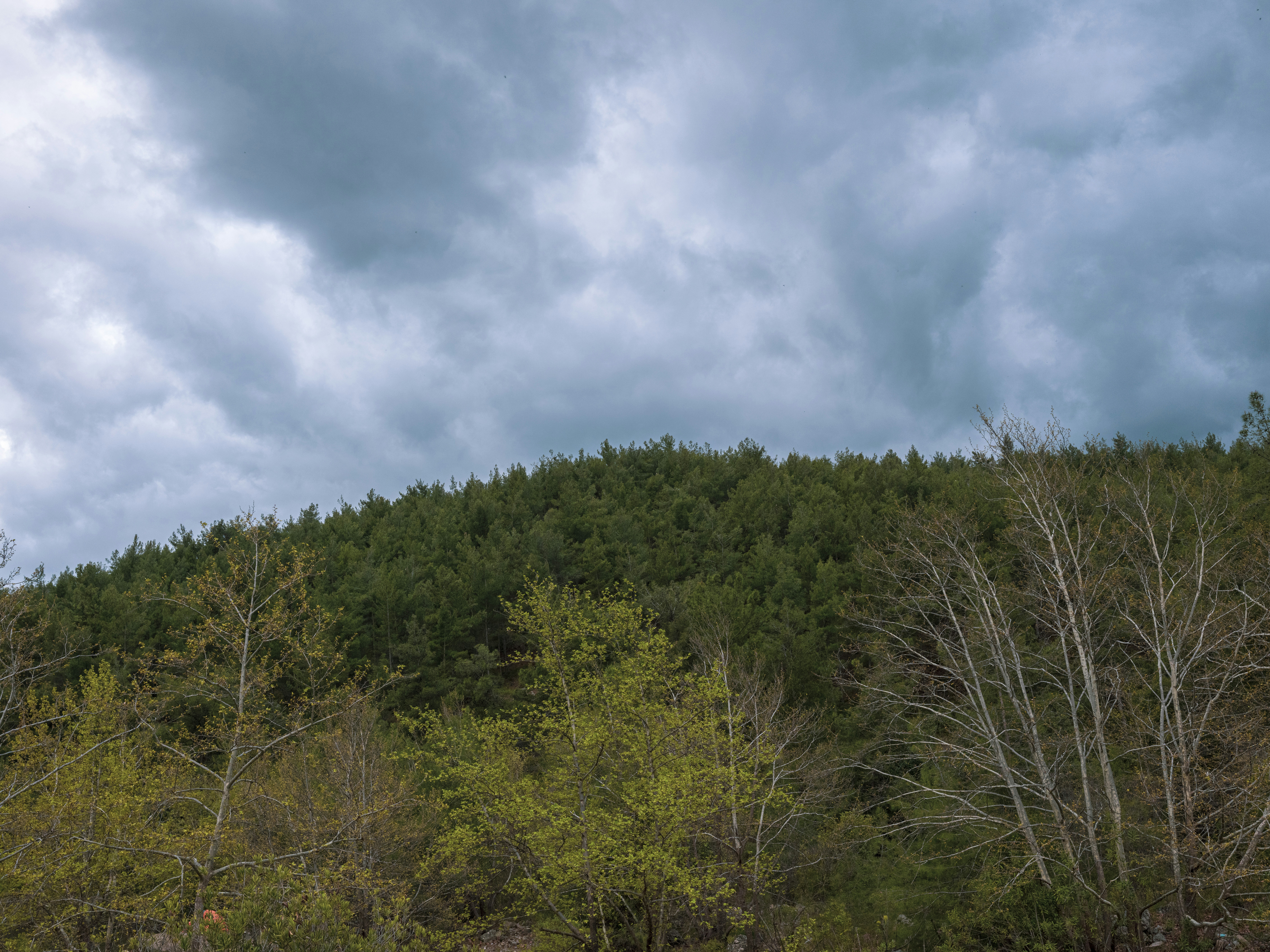 Nature Natural Forest Landscape In Spring Season 4K Wallpaper #2488