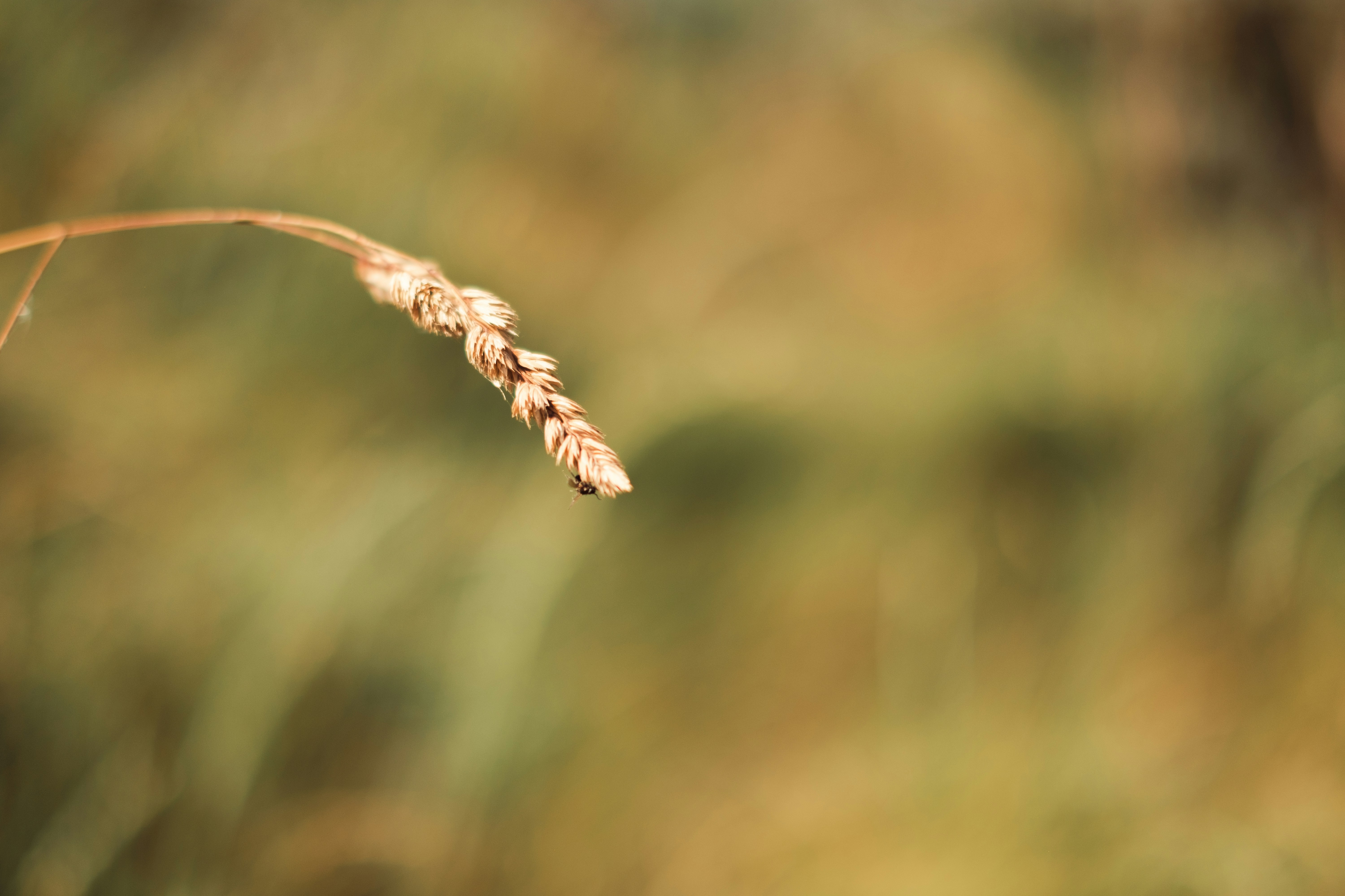 Nature A Serene Macro Shot Of A Single Dried Wild Grass Stalk Bending Gracefully Against A Warm, Beautifully Blurred Background Of Earthy Greens And Golds. 4K Wallpaper #2782