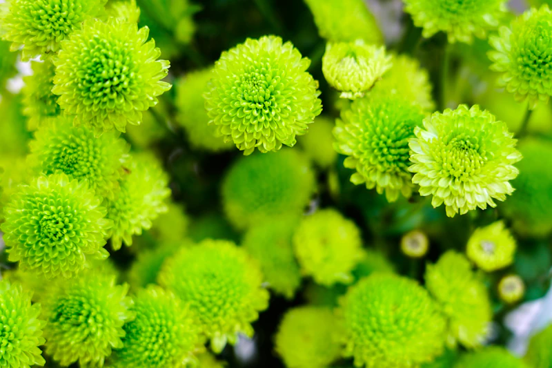Chrysanthemum Ball (Green)
