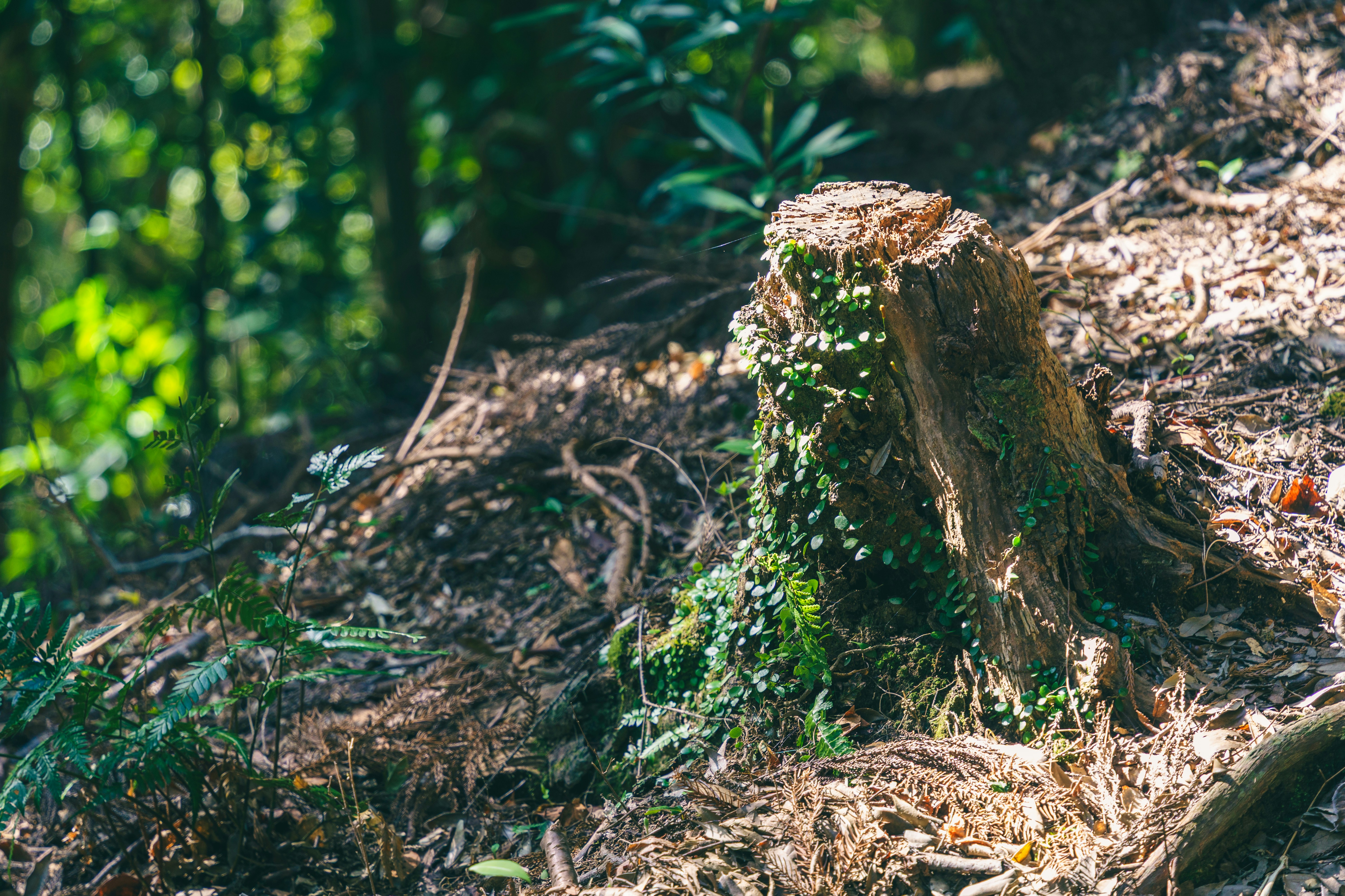 A tree stump with green growth in a sunlit forest.