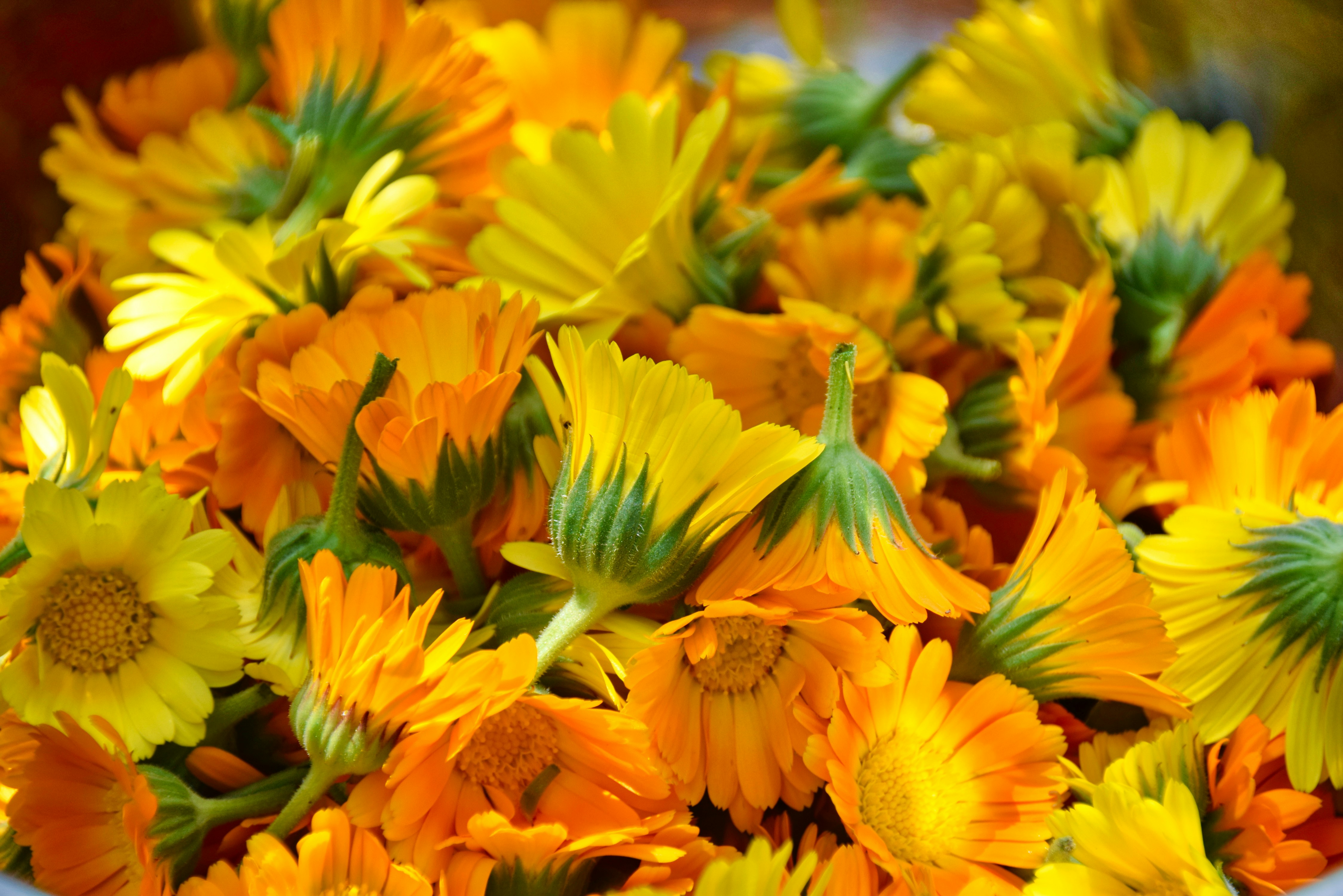 Marigold flowers as a new source of plant protein (Level B2) — A pile of vibrant orange and yellow calendula flowers.