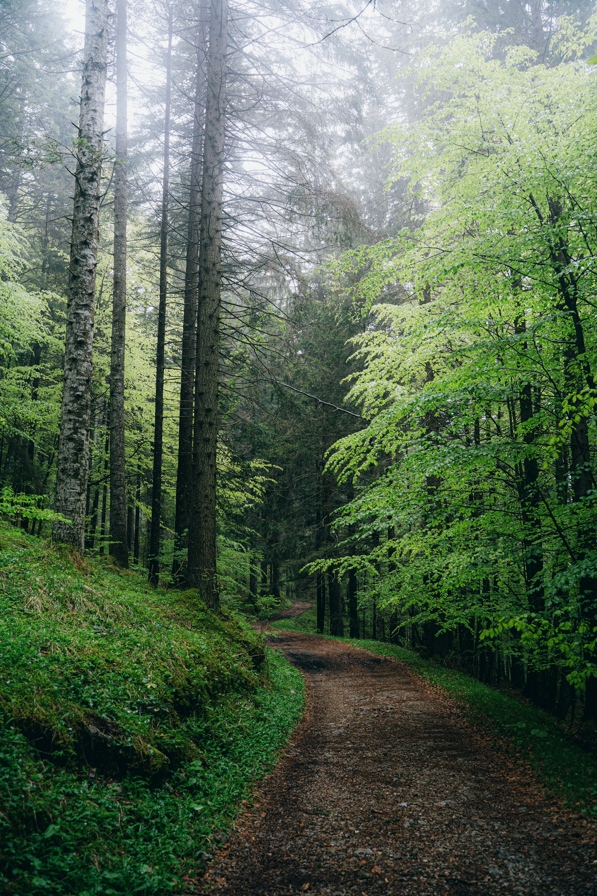 Misty forest path winding through tall green trees.