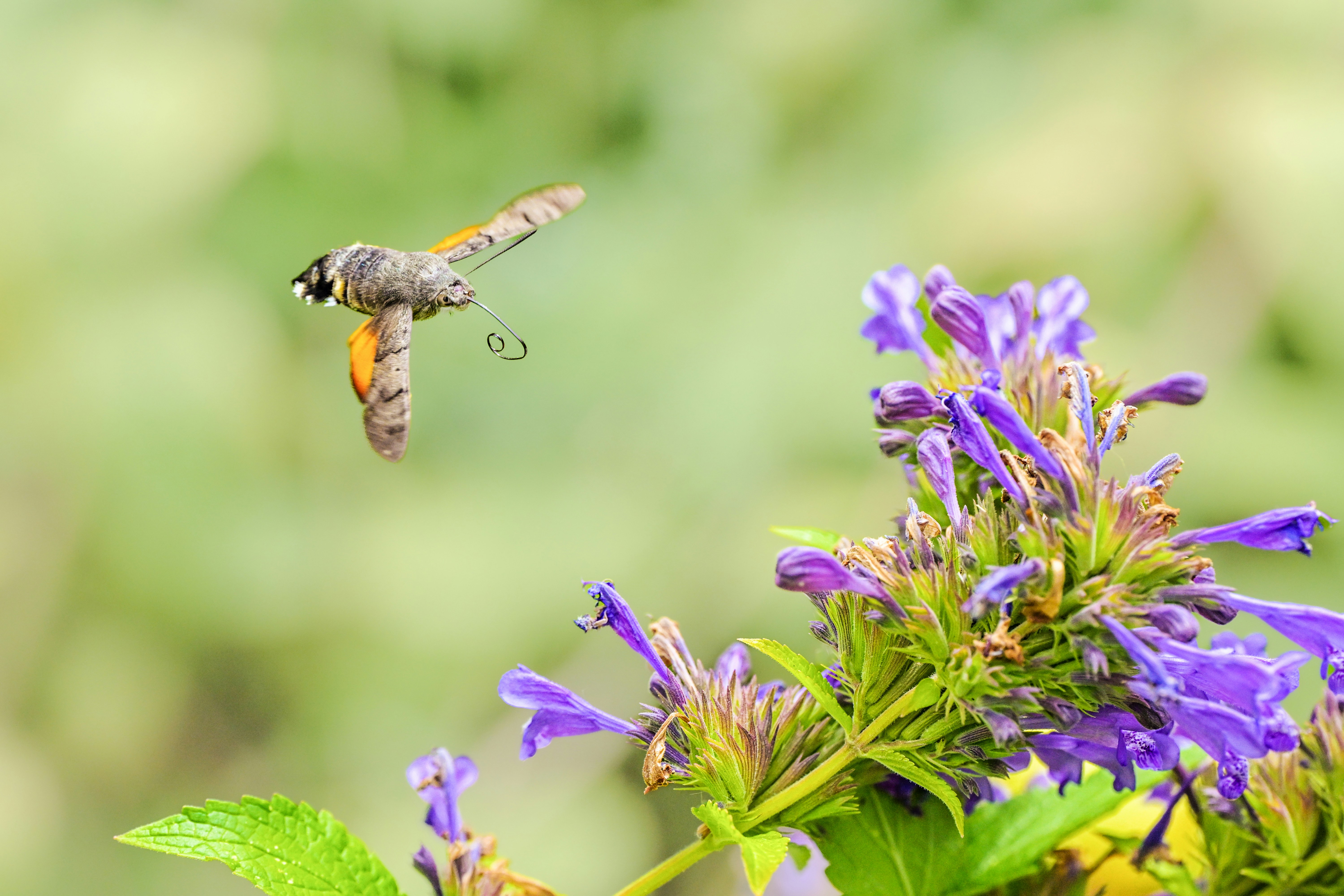 Un colibrí volando cerca de vibrantes flores moradas.