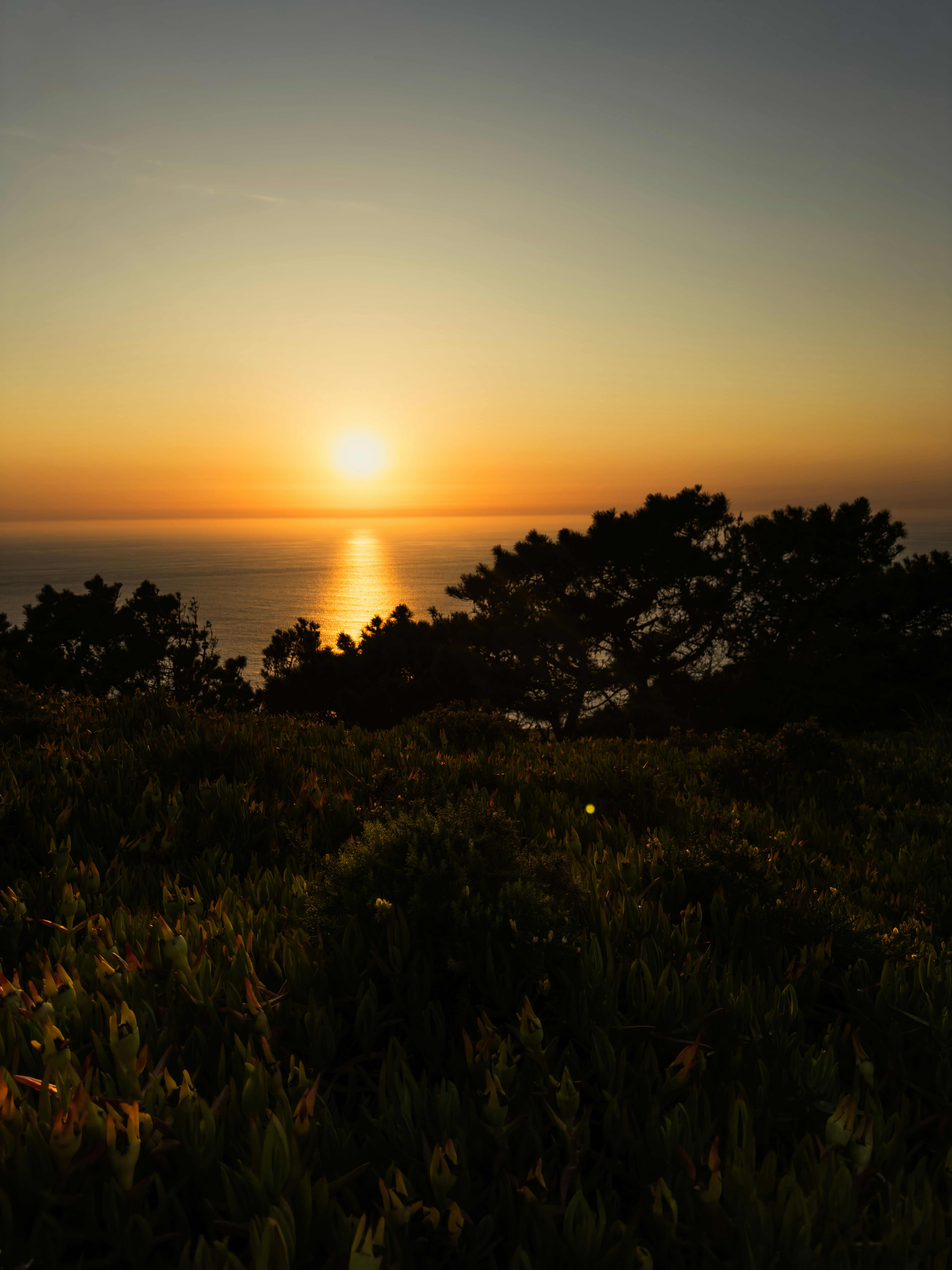 海の上に沈む黄金色の夕焼け、シルエットに輝く木々や前景の葉々。