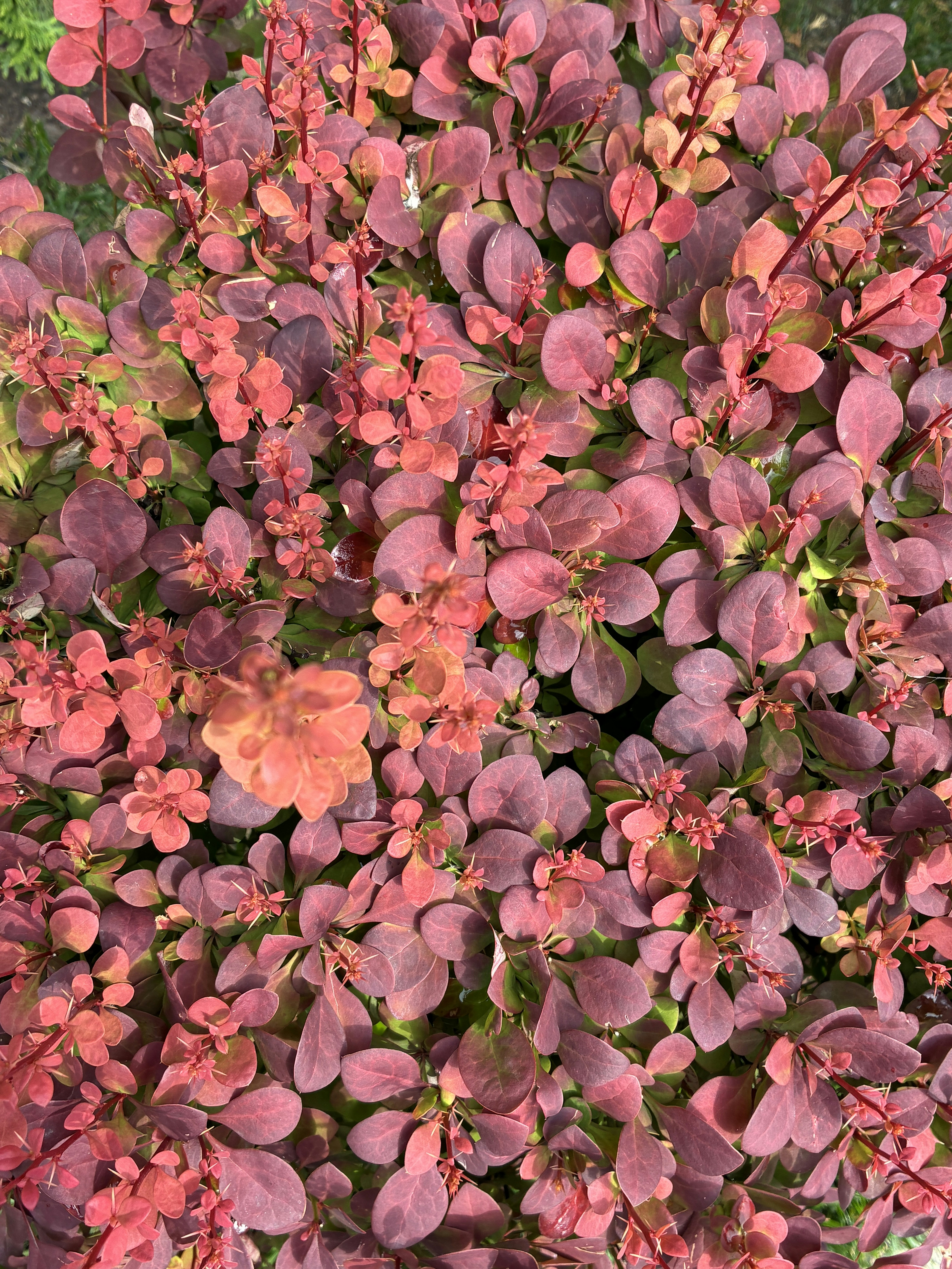 A dense bush with vibrant reddish-pink leaves.