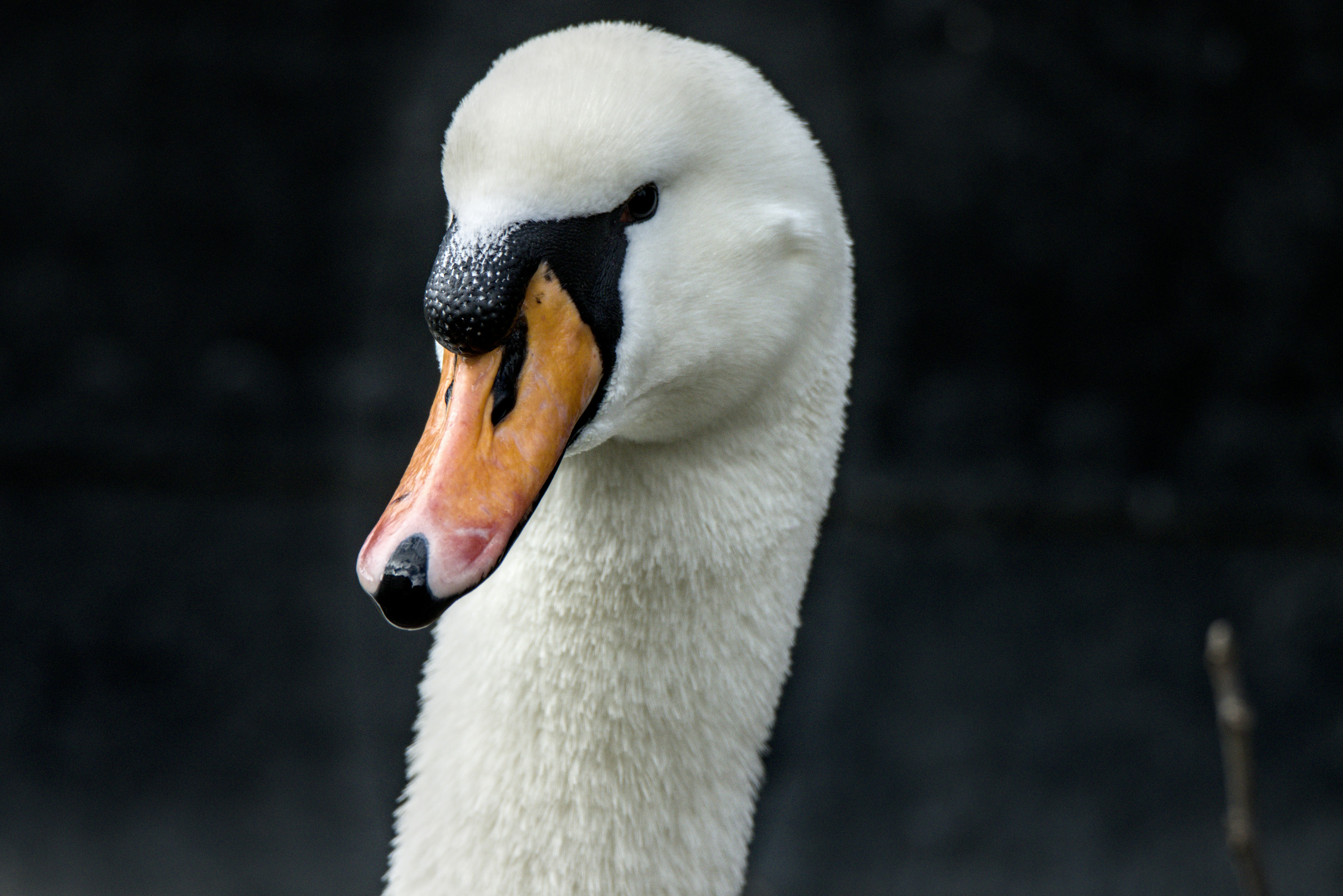 A majestic white swan with an orange beak
