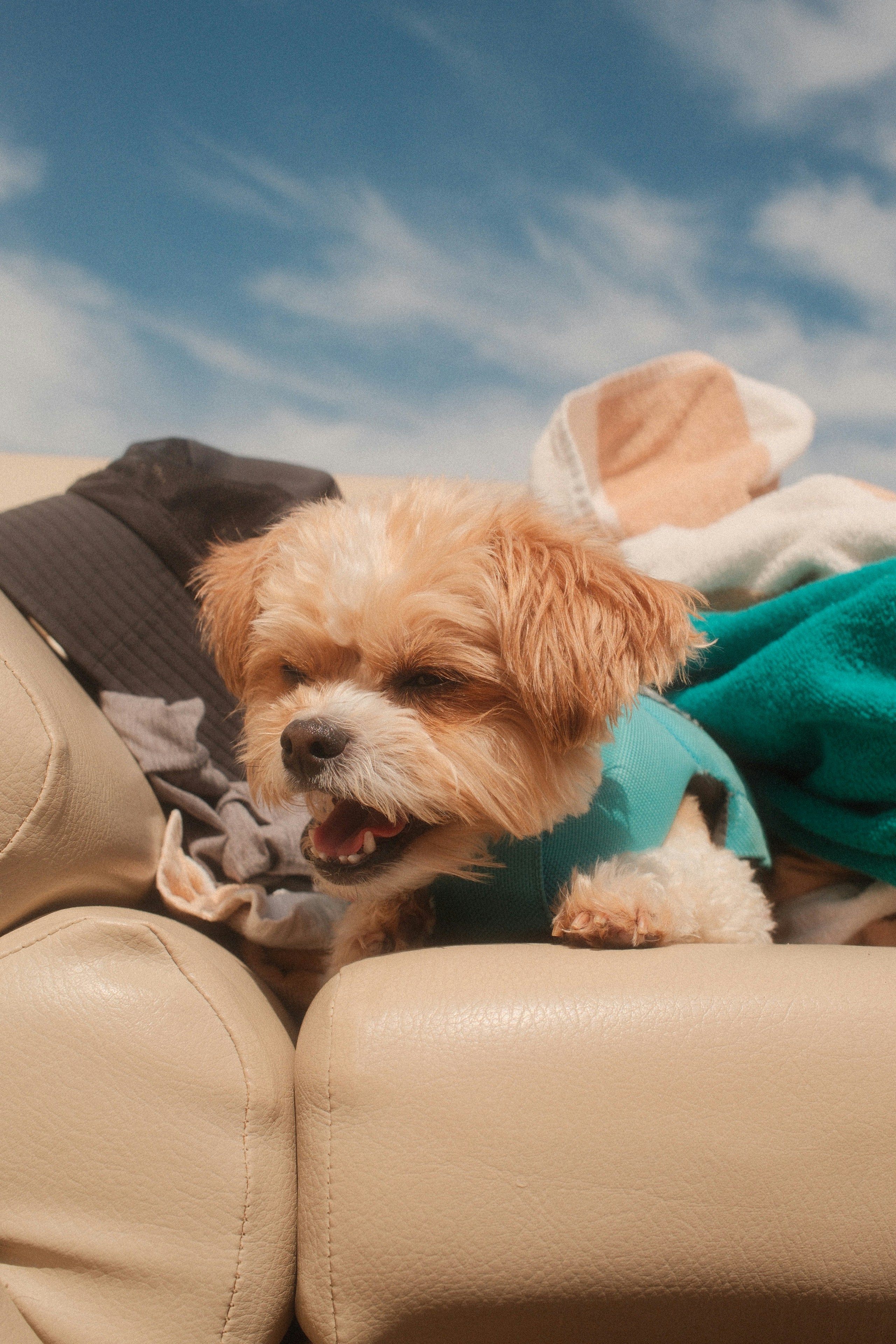 Dog in blue shirt on sofa under blue sky