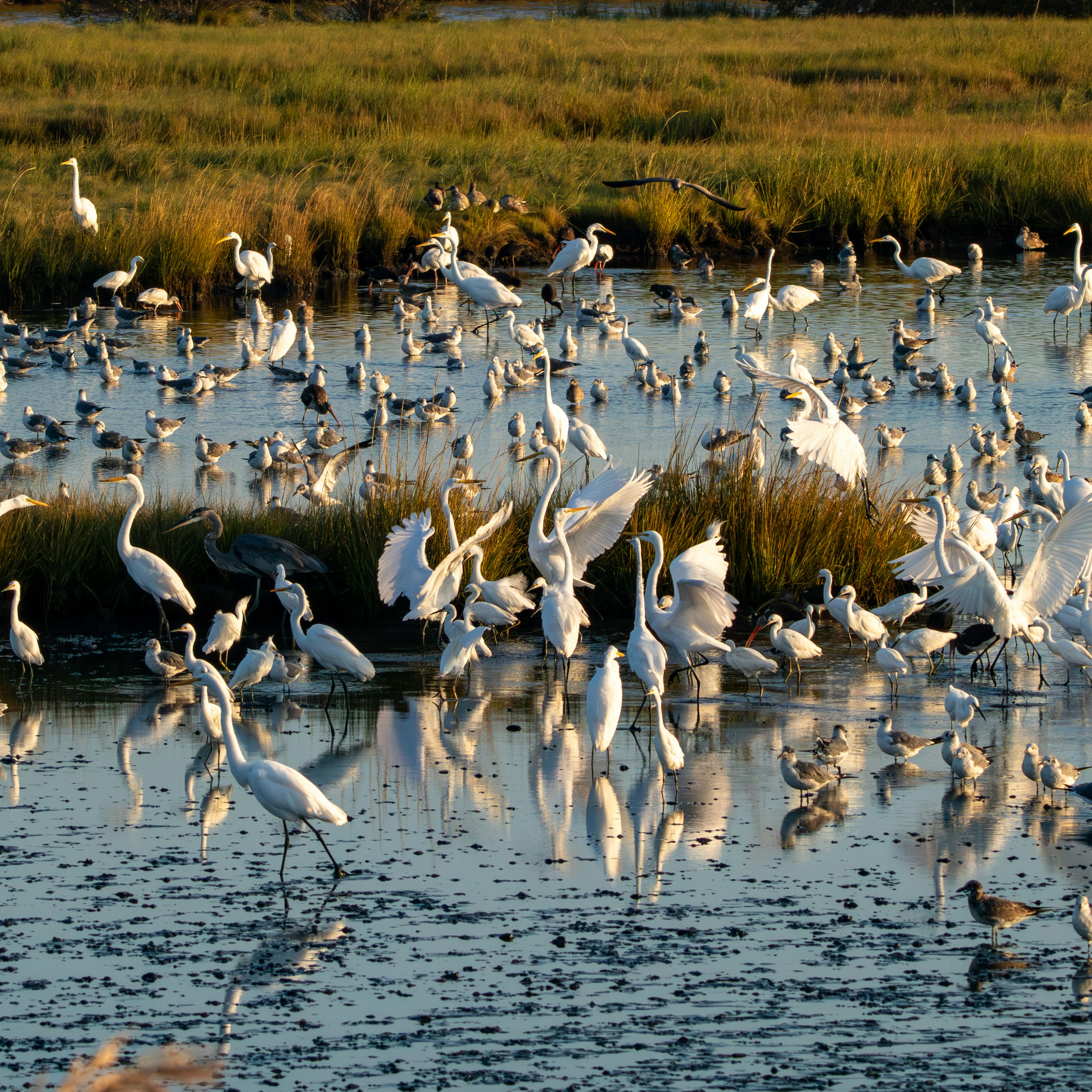 Many white birds and waterfowl gather in a marsh