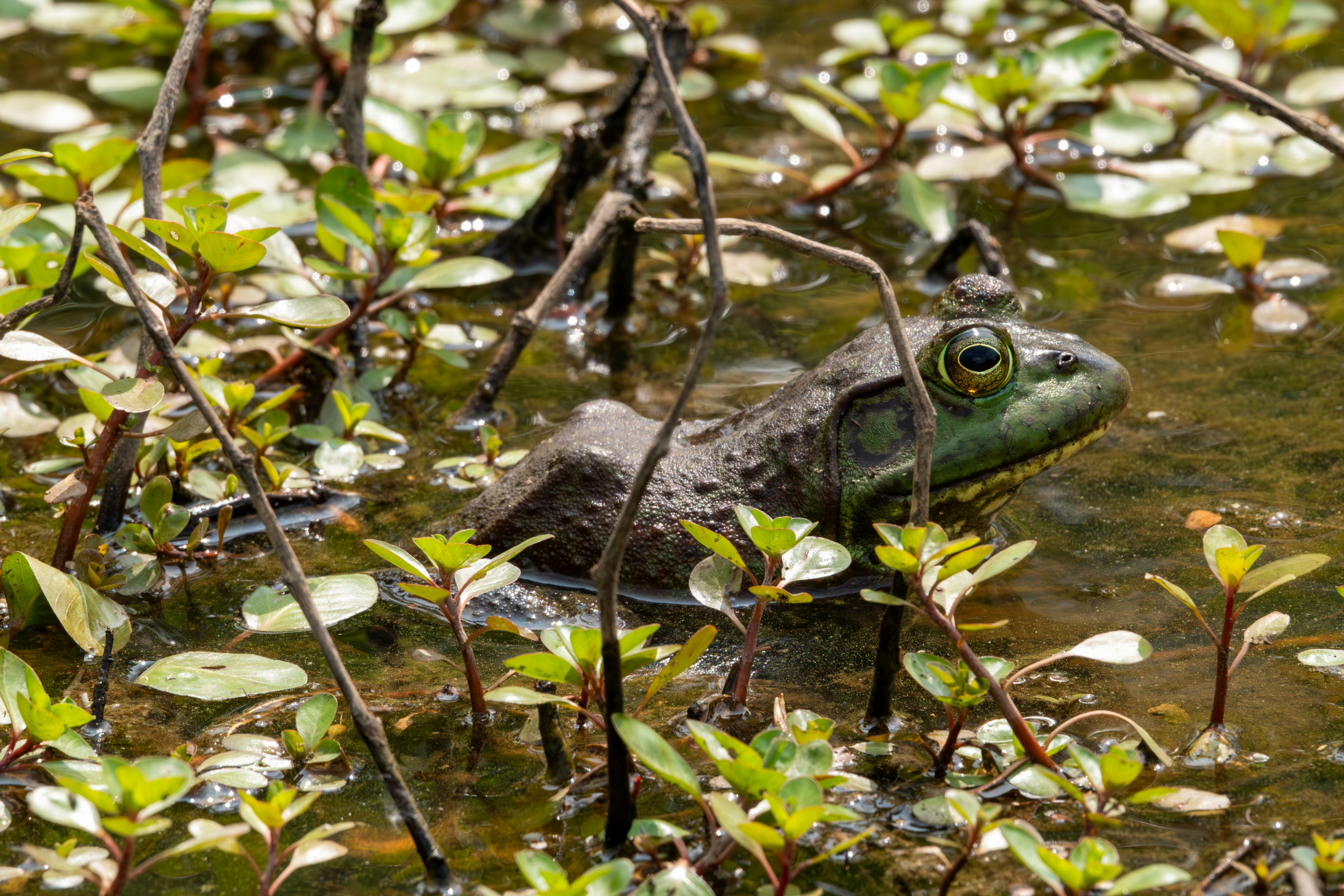 A green frog sits in muddy water among plants