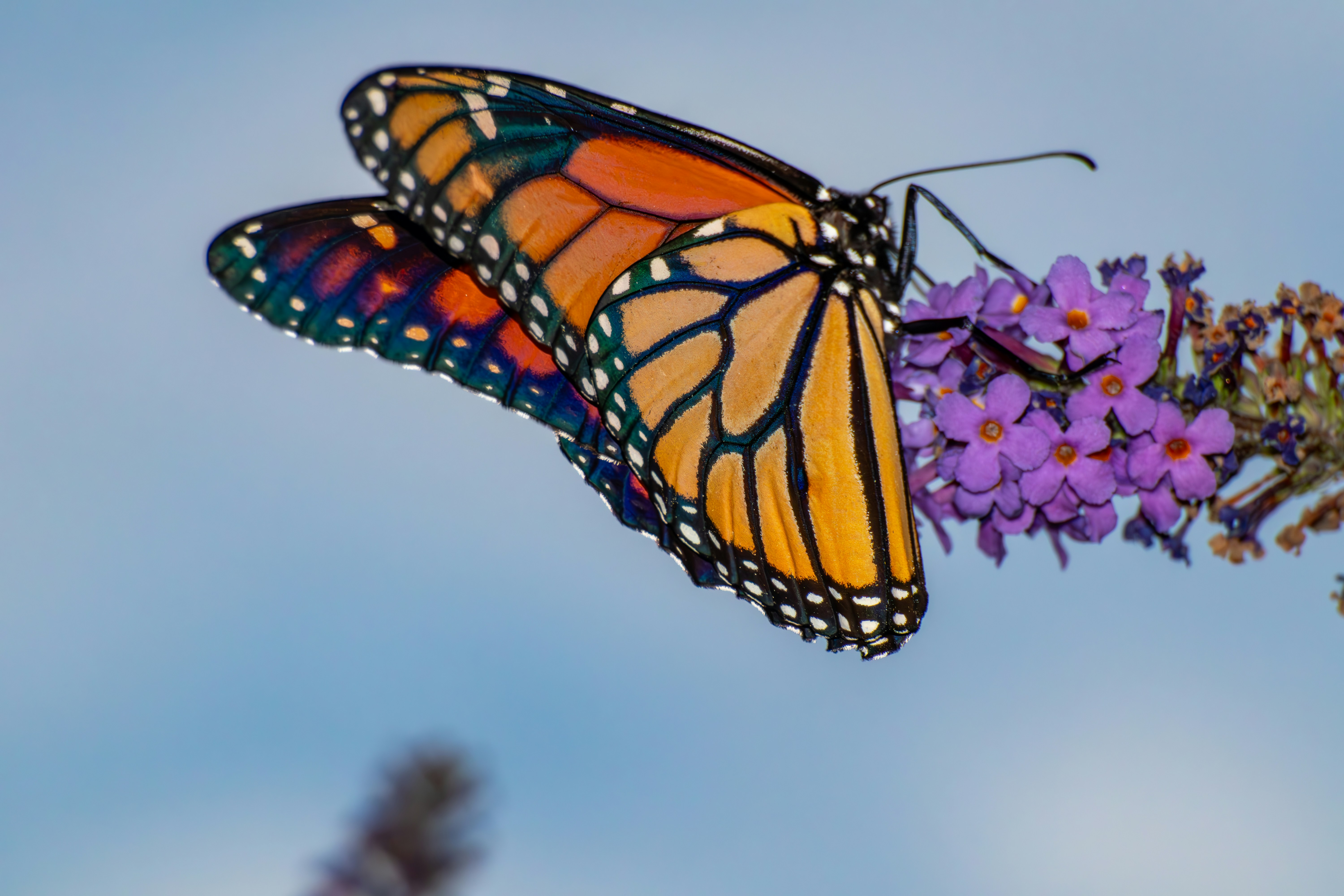 A monarch butterfly rests on vibrant purple flowers