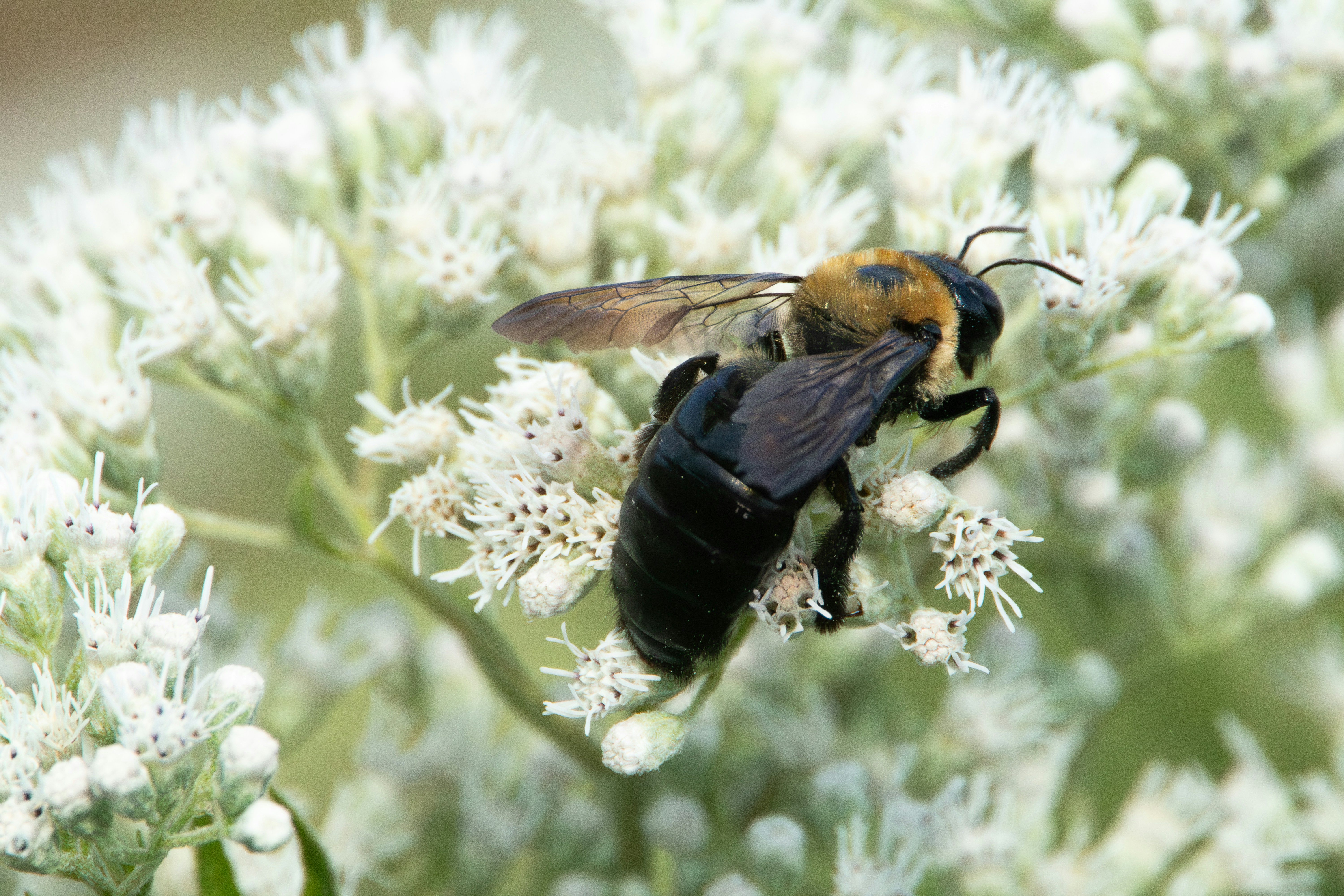A black and yellow bee pollinating white flowers