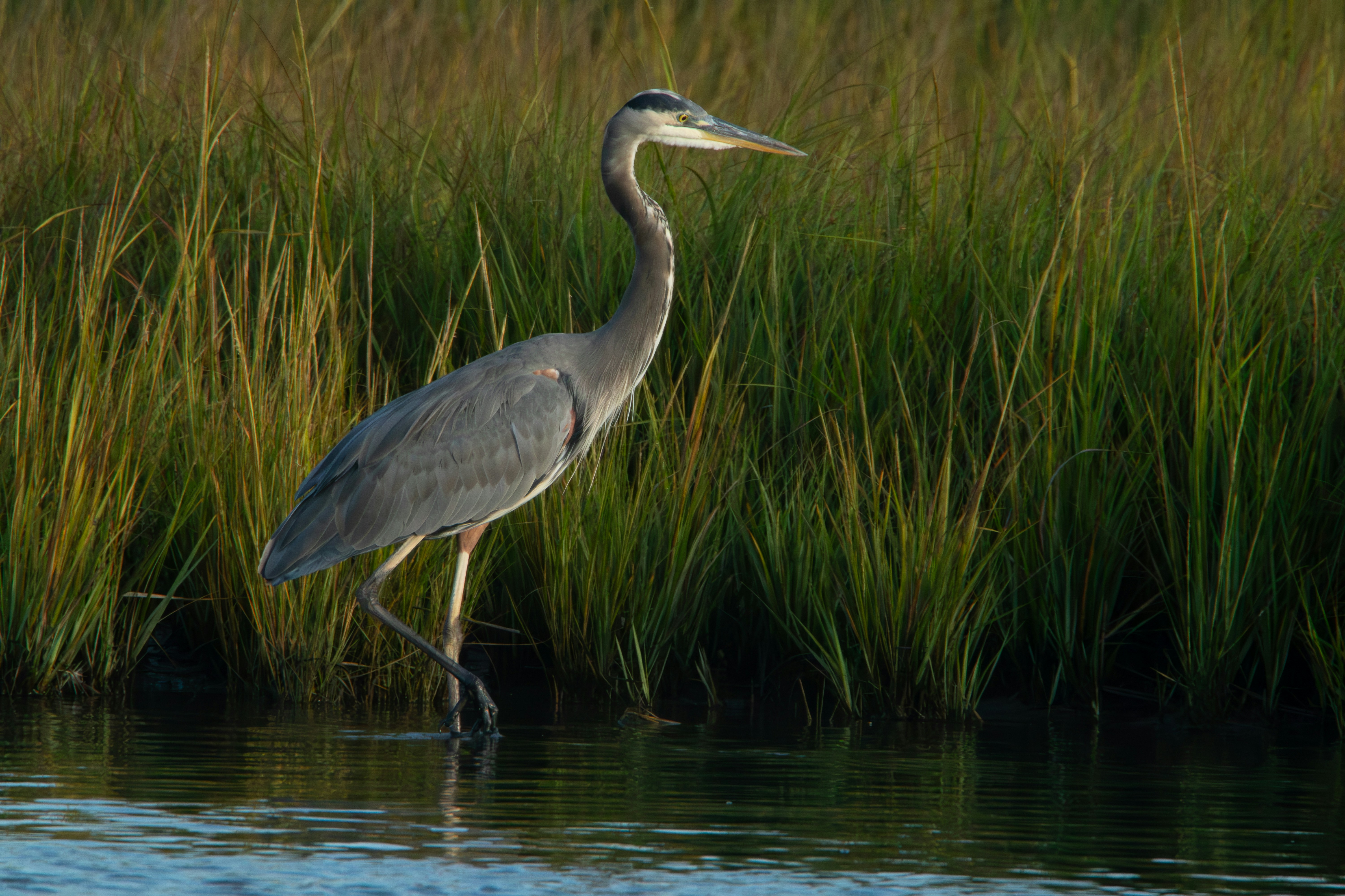 A great blue heron wading in marsh water