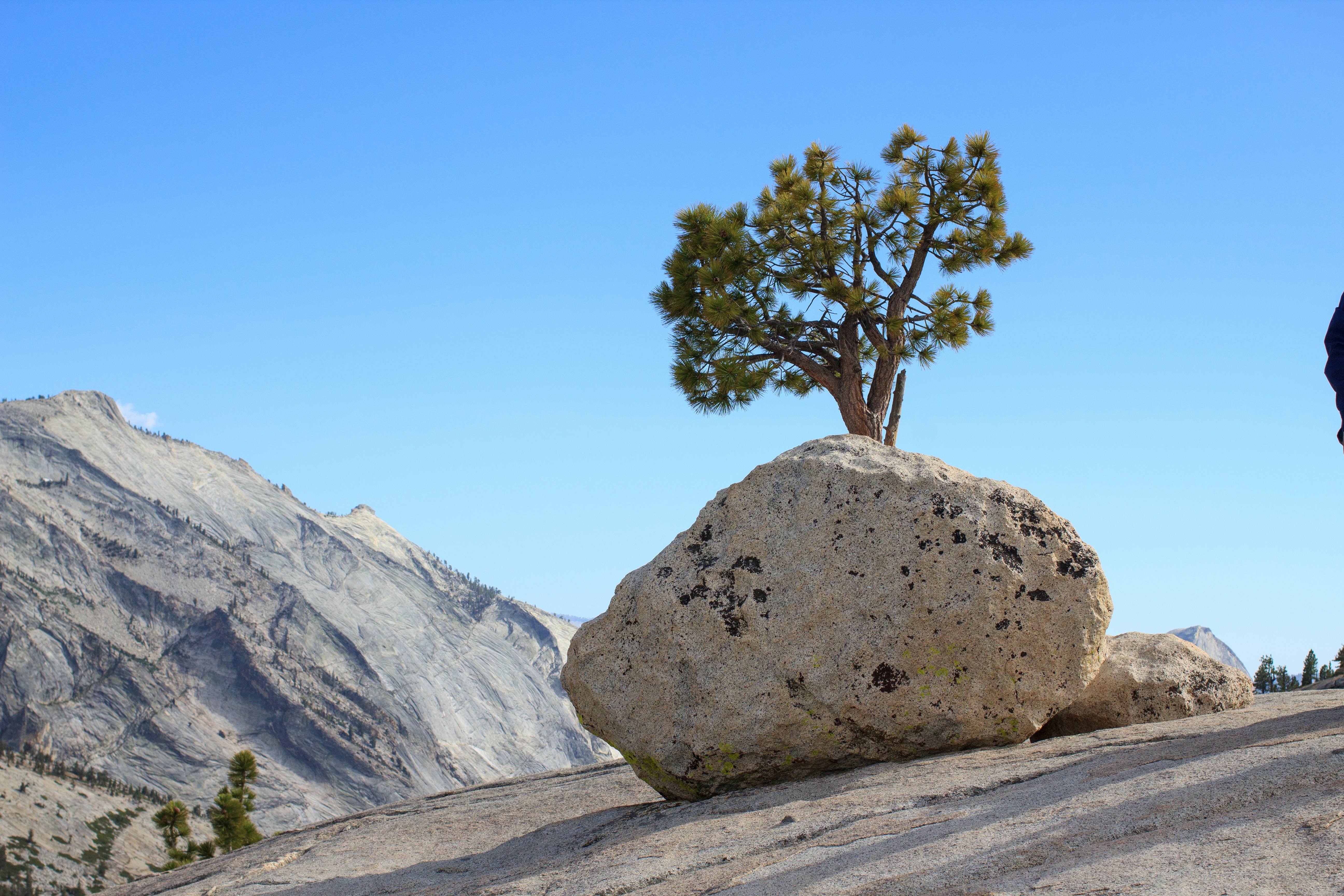 A small tree growing on a large boulder with mountains.