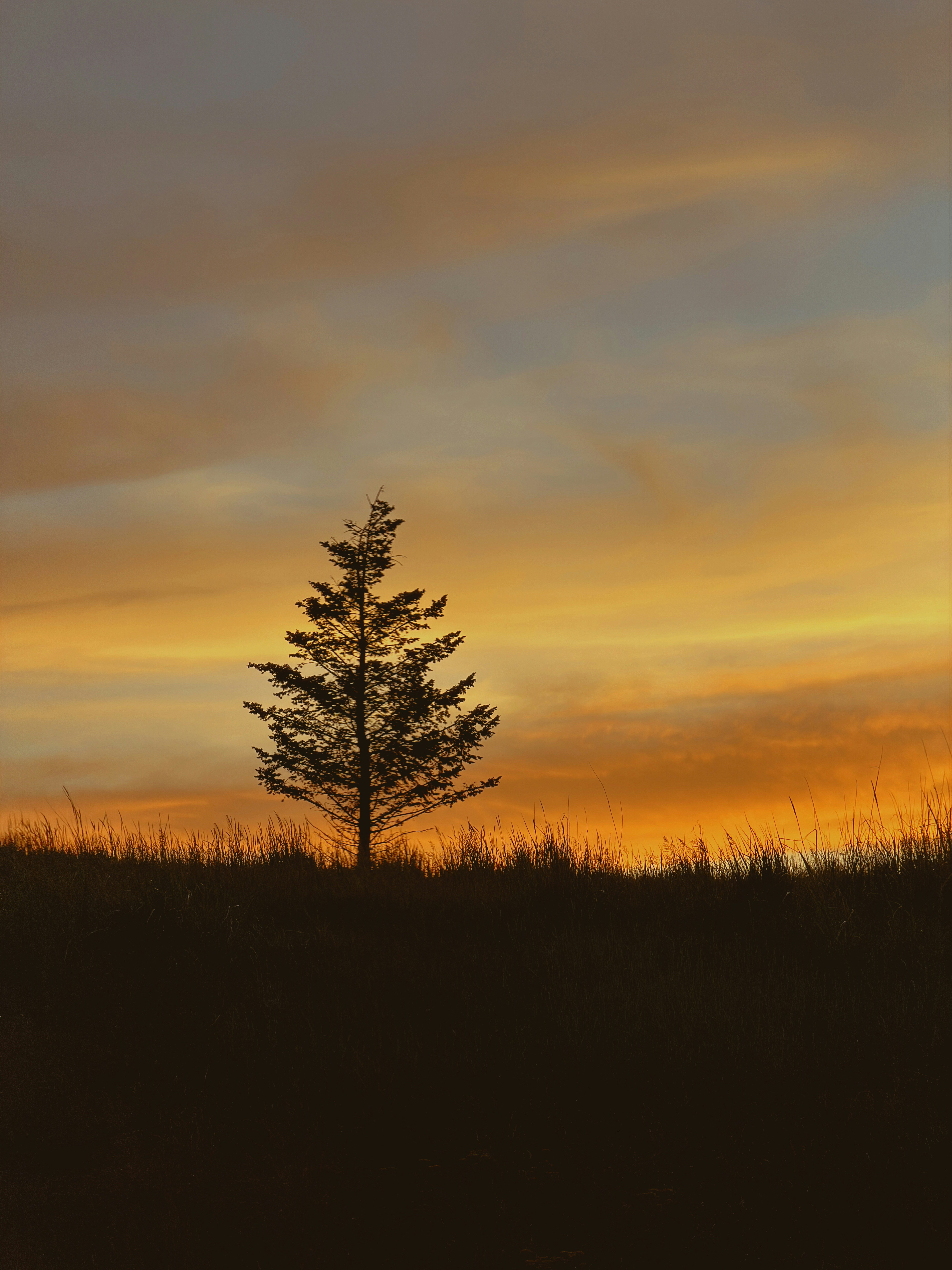 A lone tree silhouetted against a vibrant orange sunset sky.