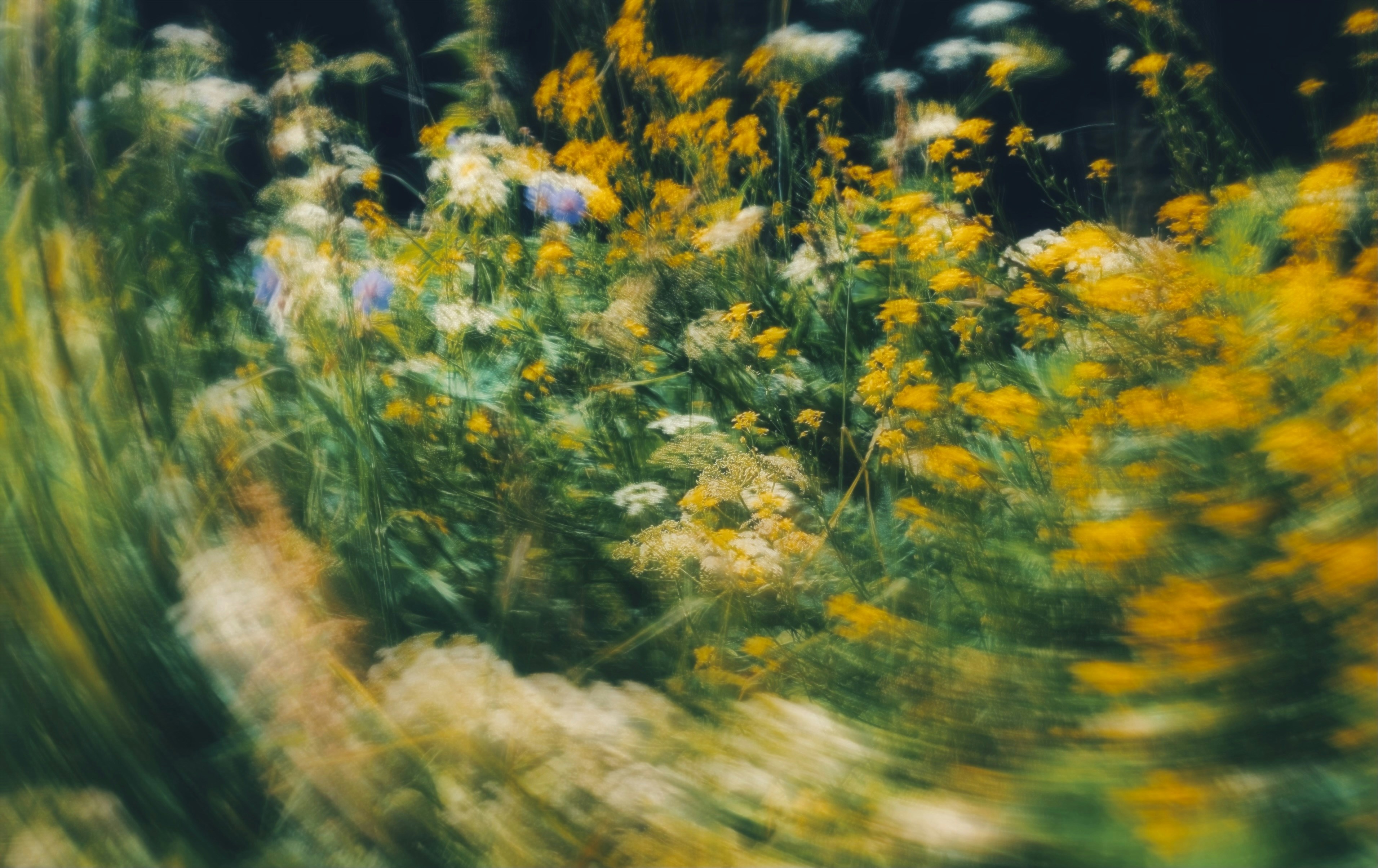 Verschwommene gelb-weiße Wildblumen mit wirbelnder Bewegungseffekt.
