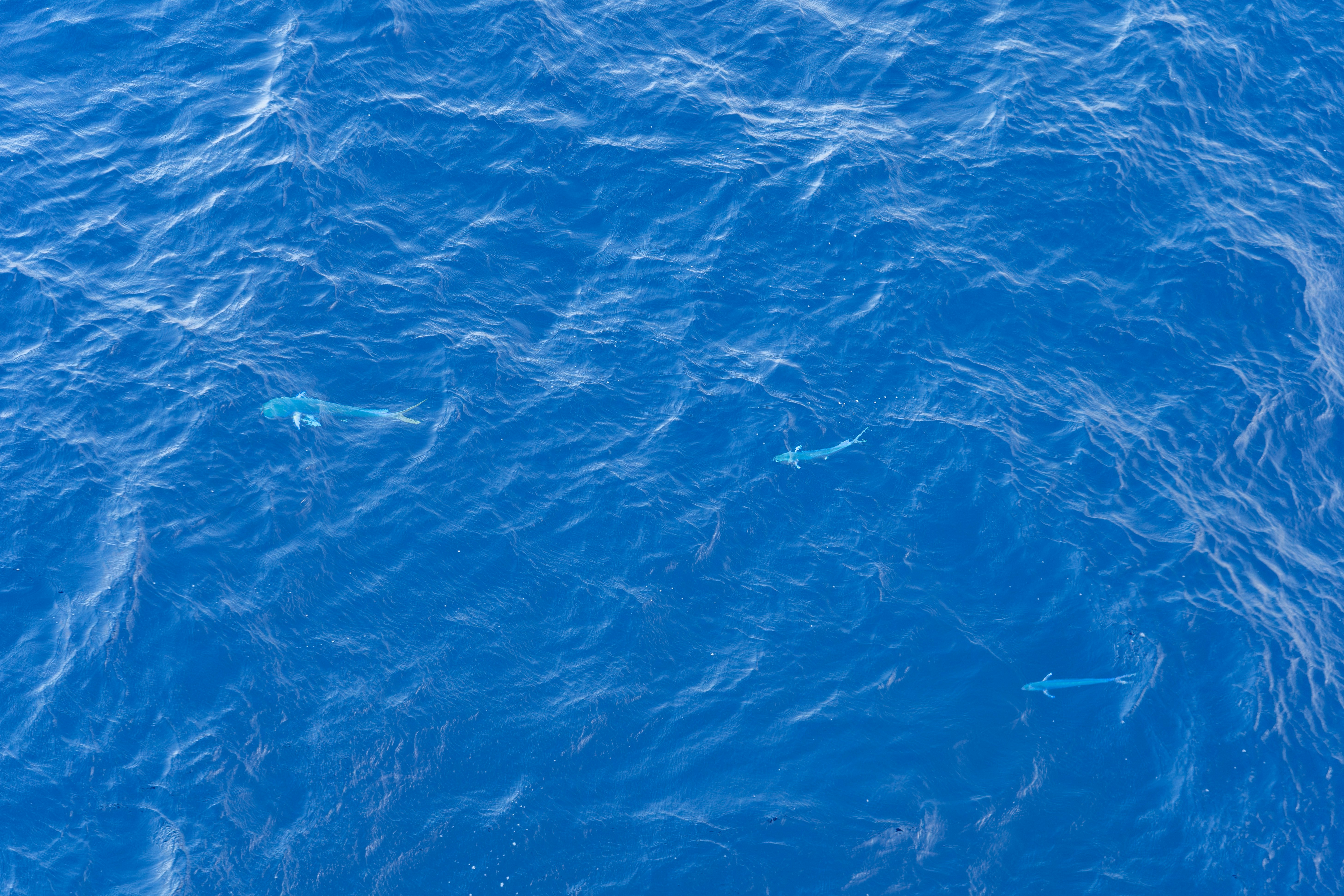 Ocean Deep Blue Ocean Water With Ripples And Faint Shapes Below. 4K Wallpaper #3584