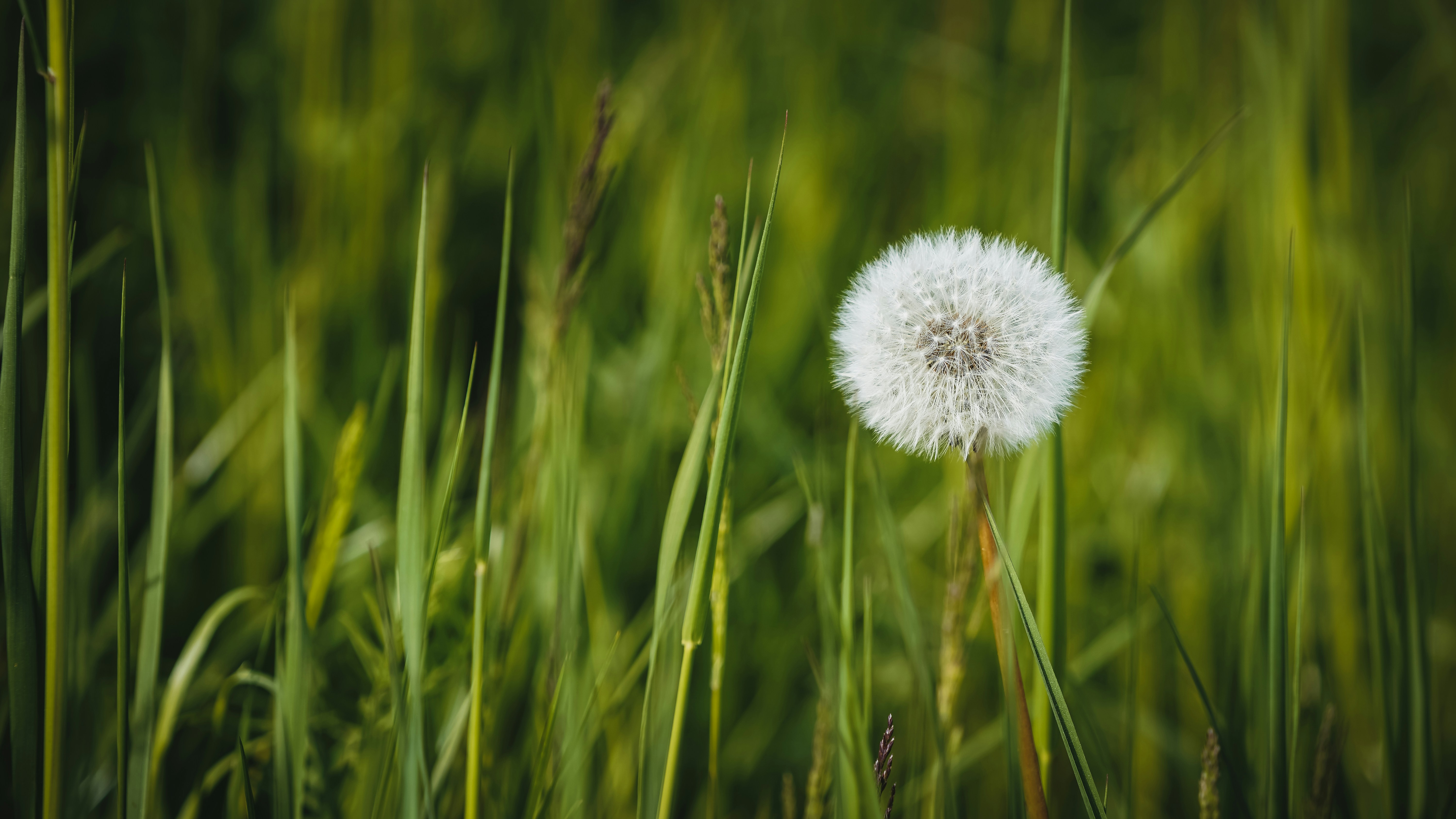 A single fluffy dandelion seed head in vibrant green grass.