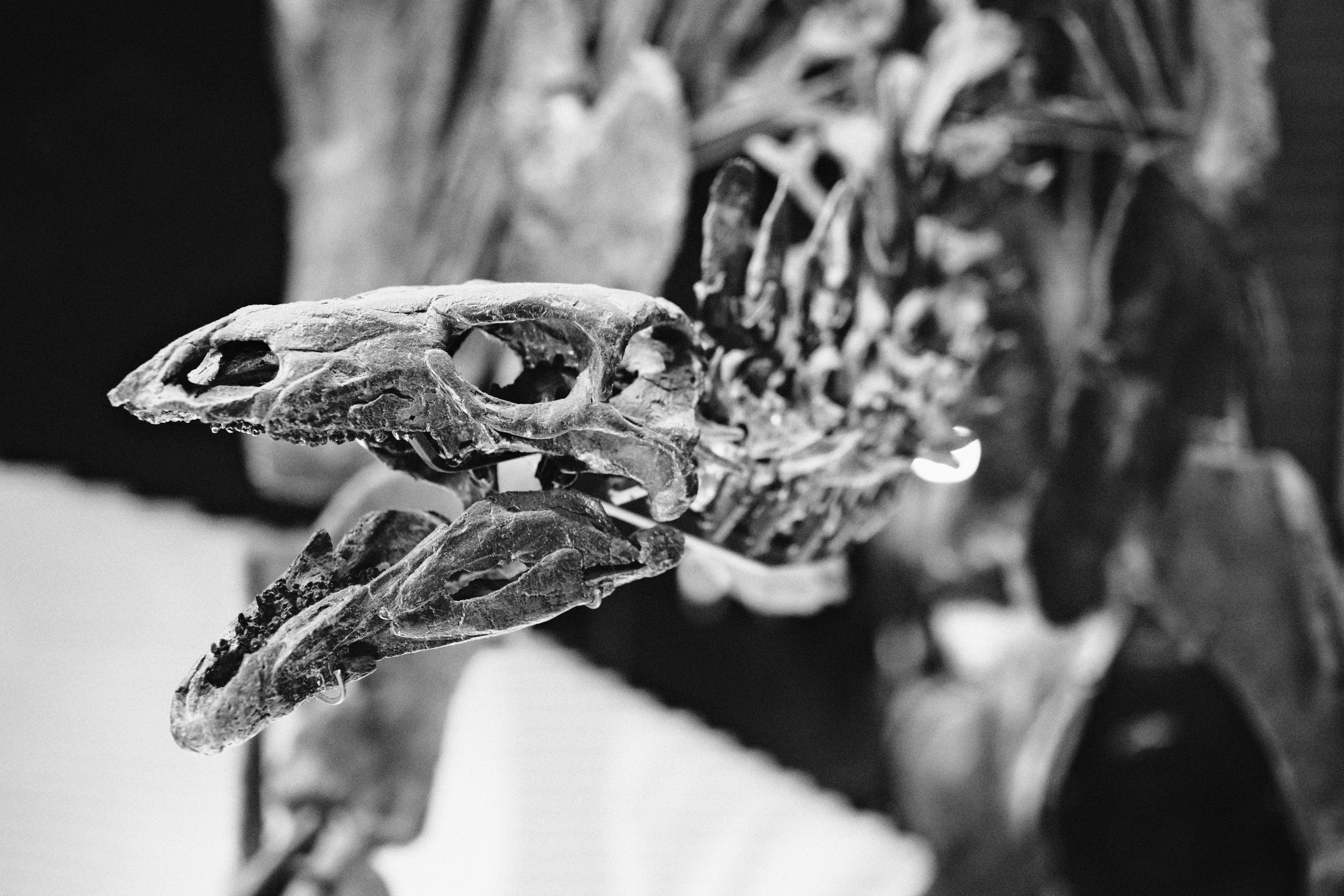 A black and white dinosaur skull and skeleton.