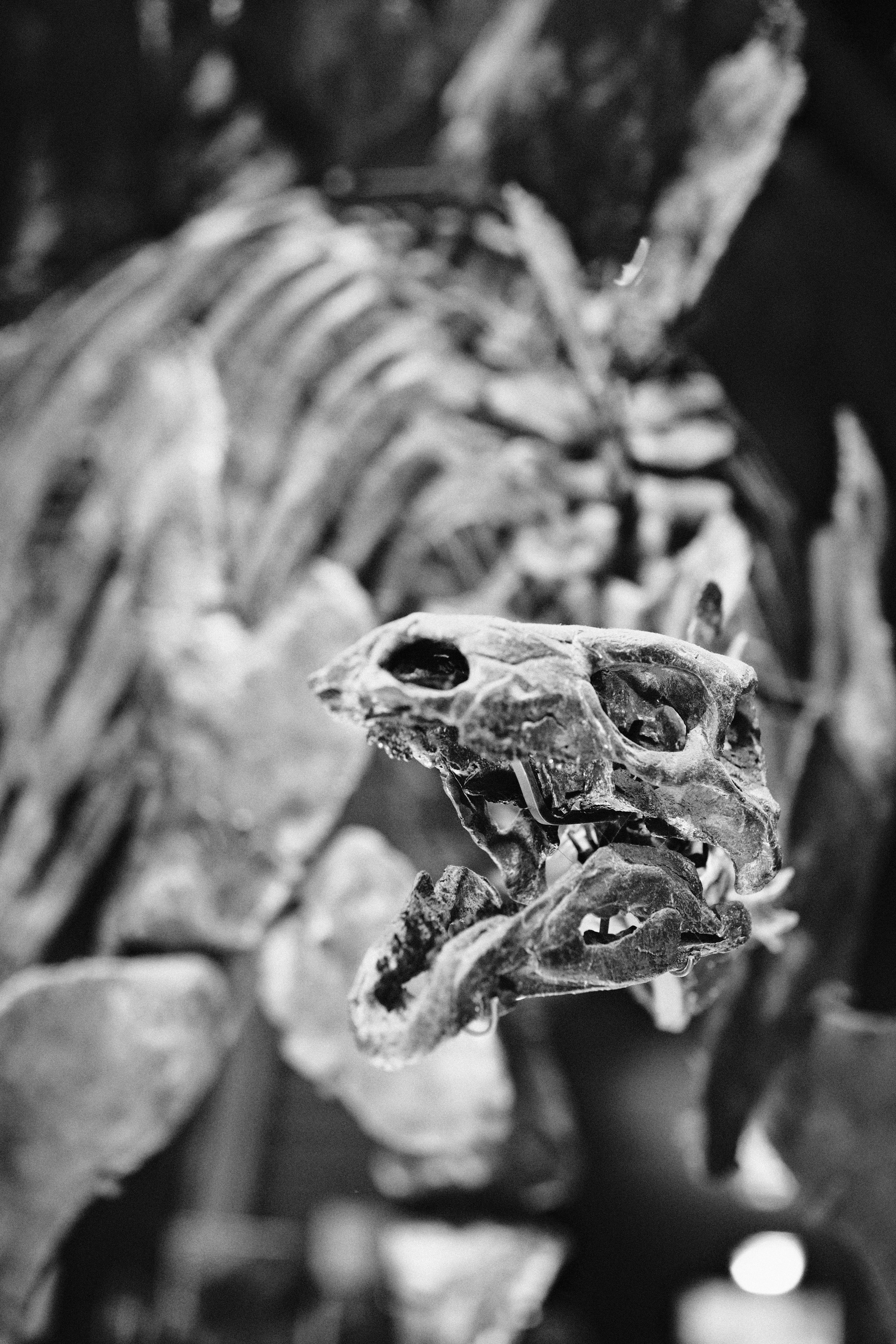 Detailed dinosaur skull in black and white.