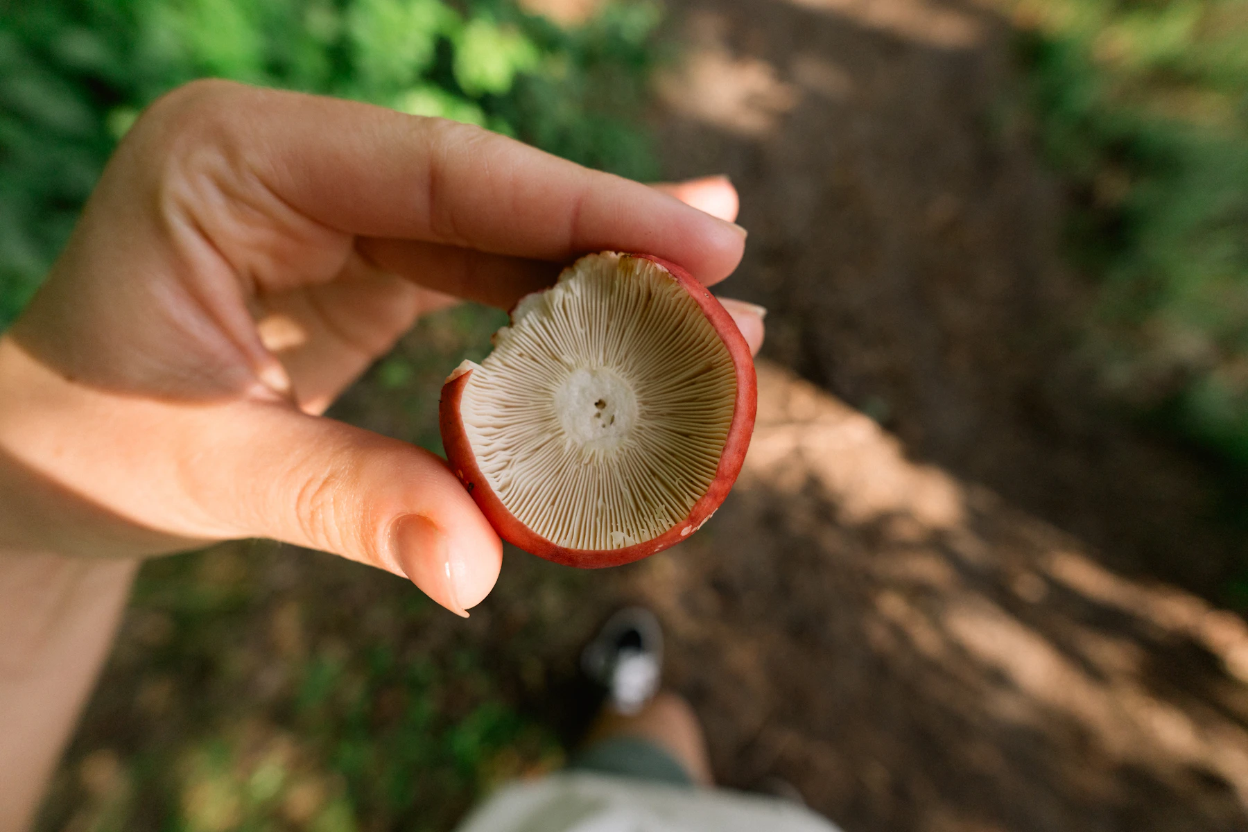 A hand turning over a red-capped mushroom to show the pale gills underneath