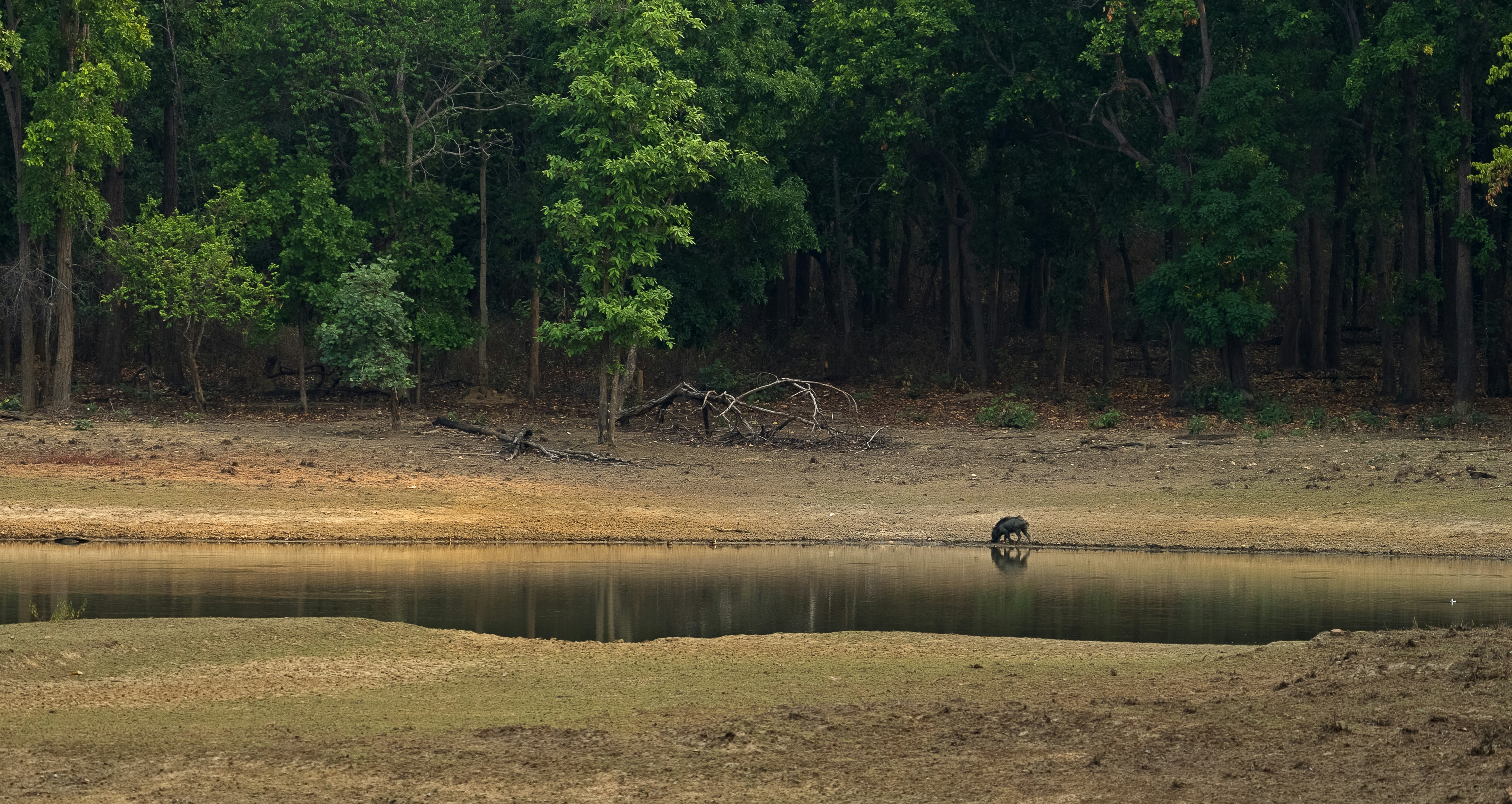 Wild animal drinking from a forest lake.