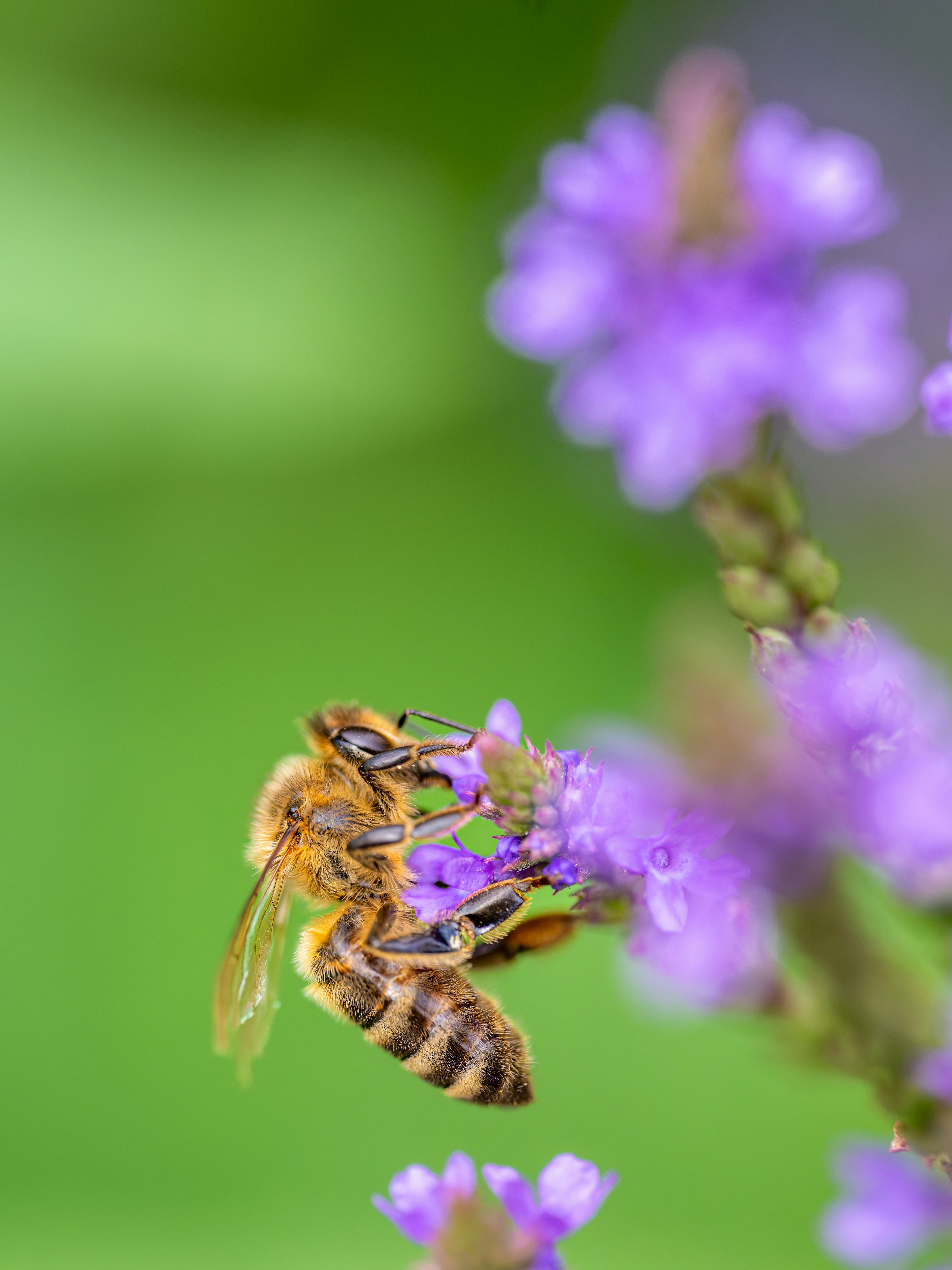 Una abeja polinizando una vibrante flor púrpura.