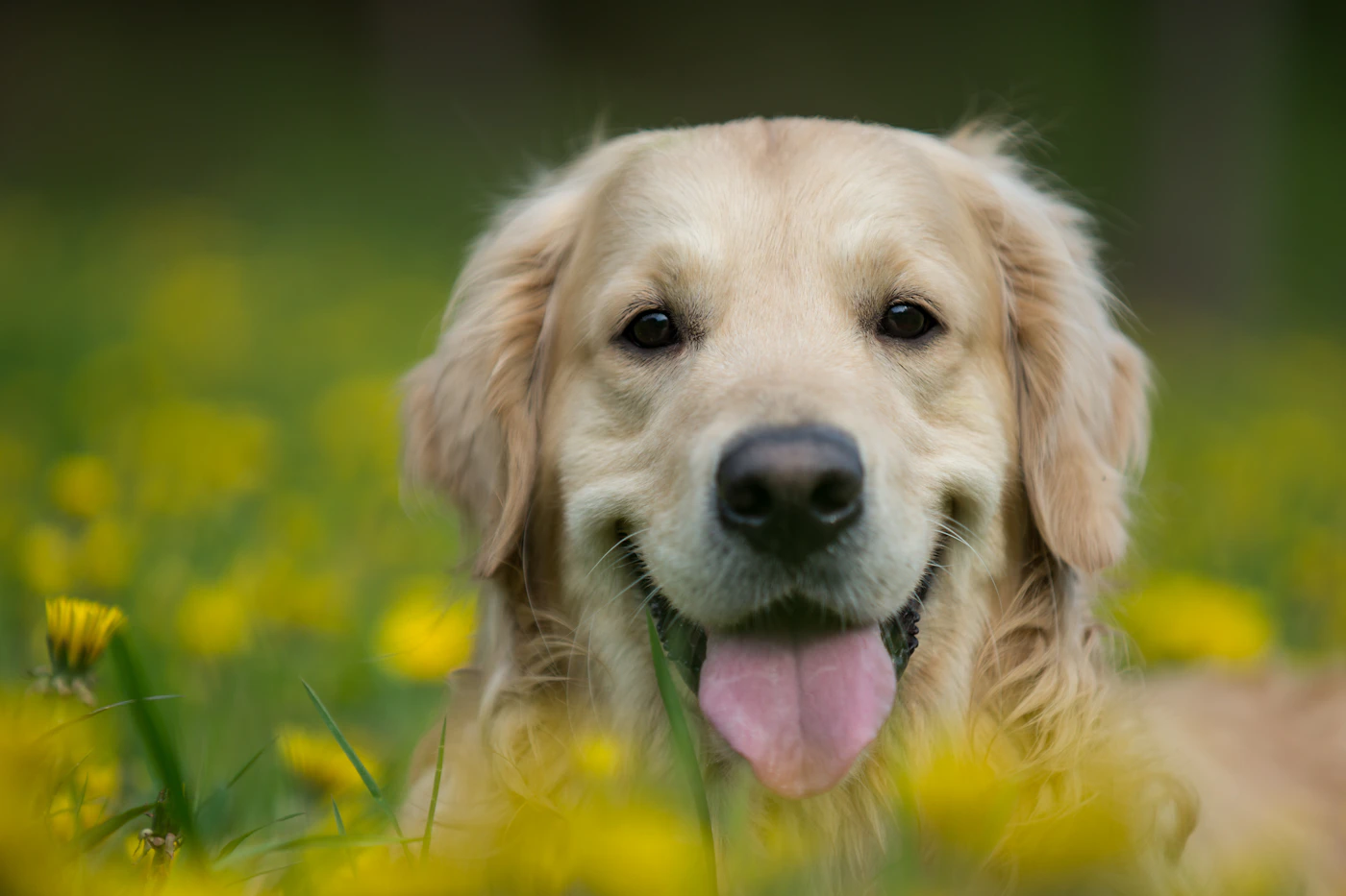 Golden retriever enjoying the outdoors