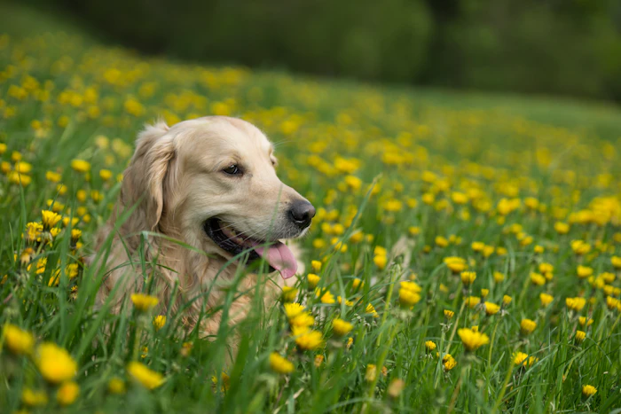 Pollen season