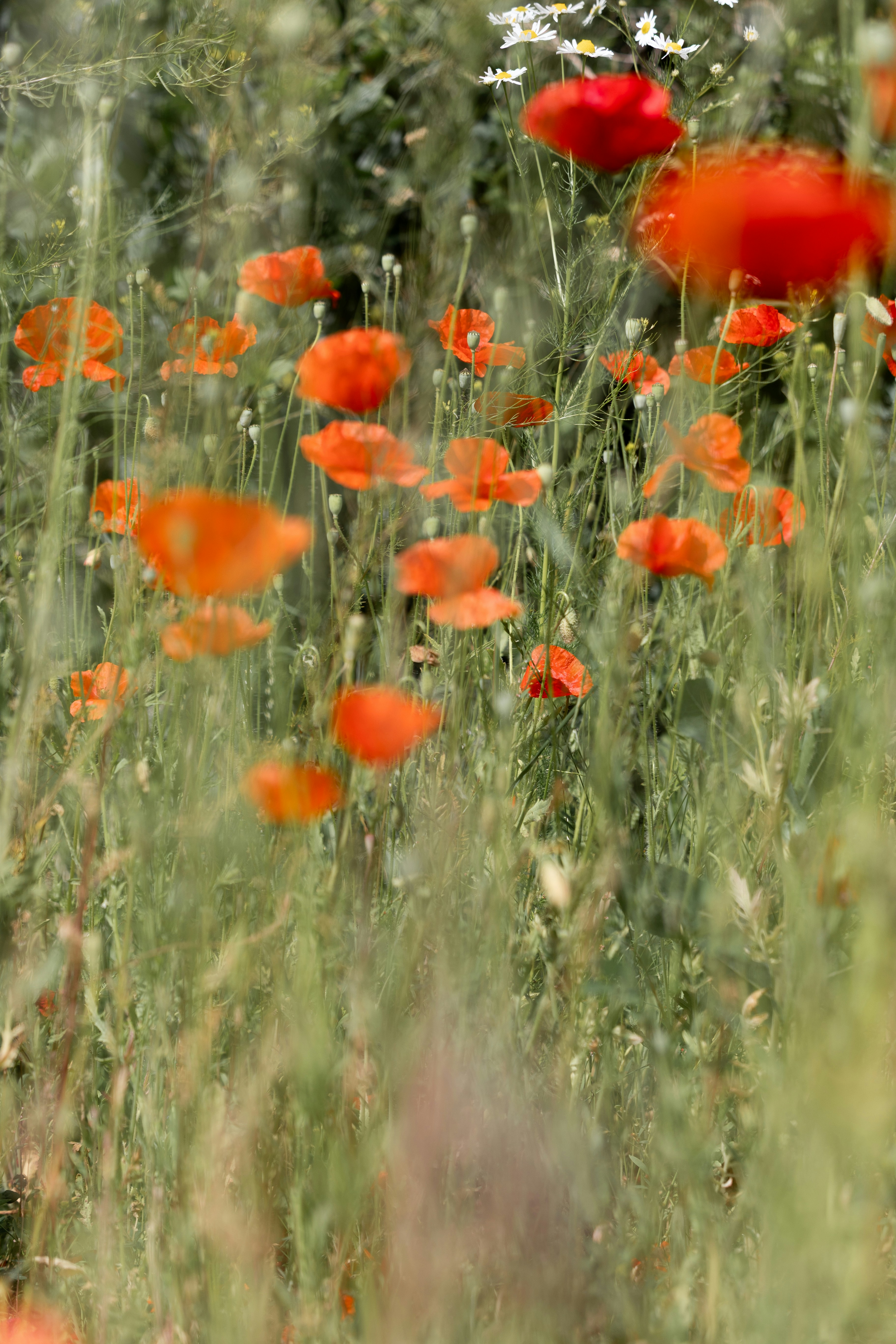 Las amapolas rojas y las flores blancas florecen en un campo verde.