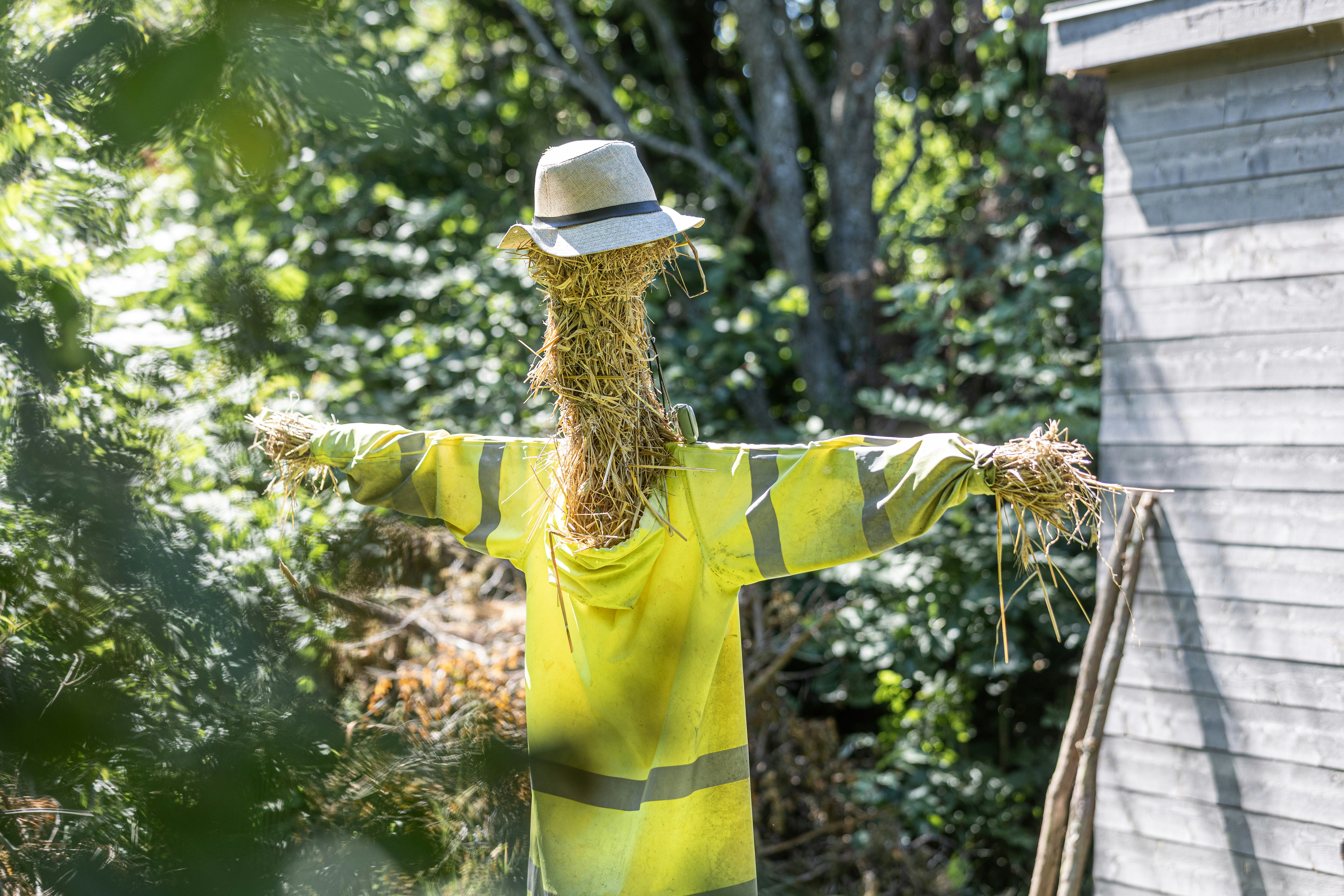 Un espantapájaros con sombrero y chaleco amarillo de alta visibilidad.