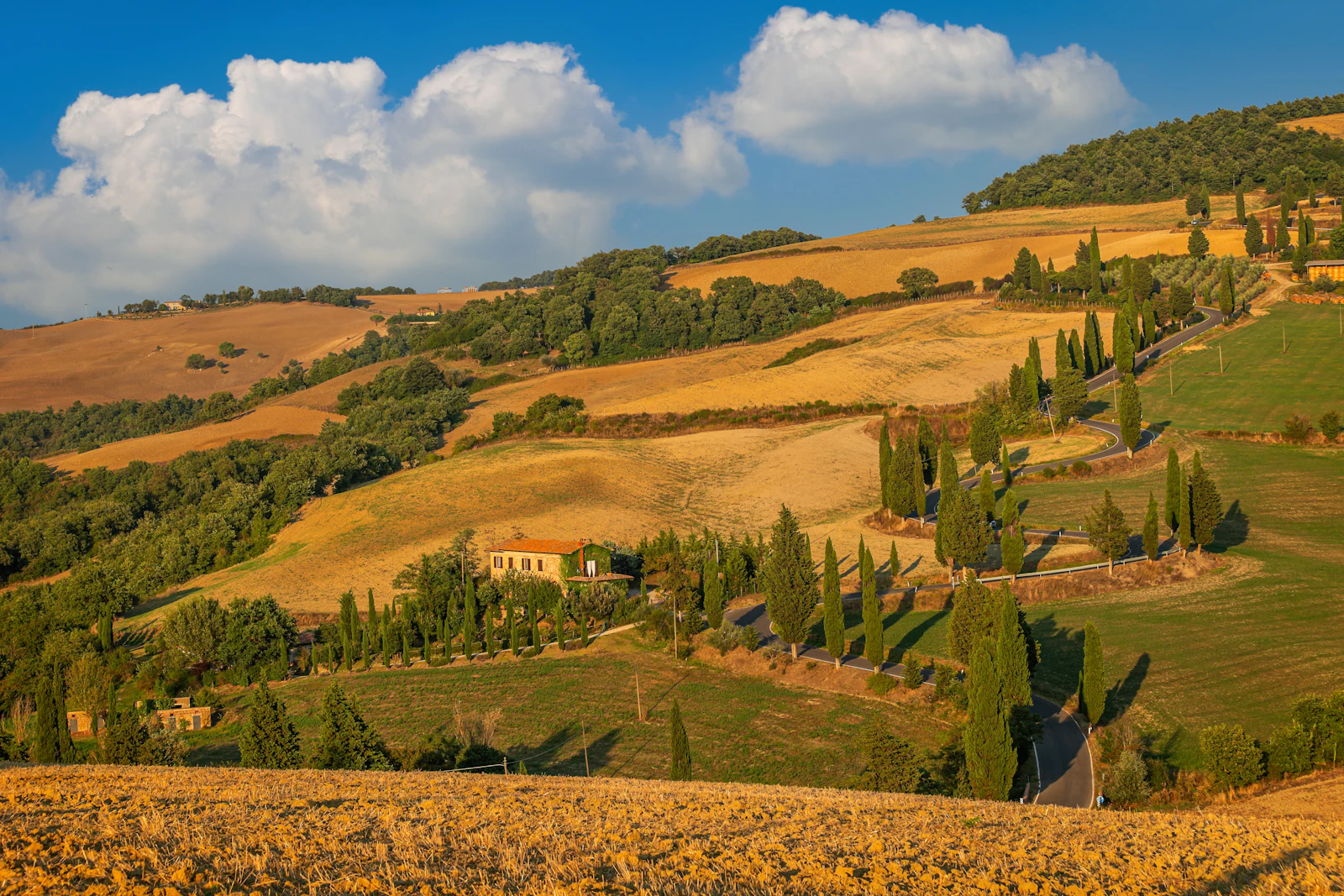 Cipreses de la Val d'Orcia