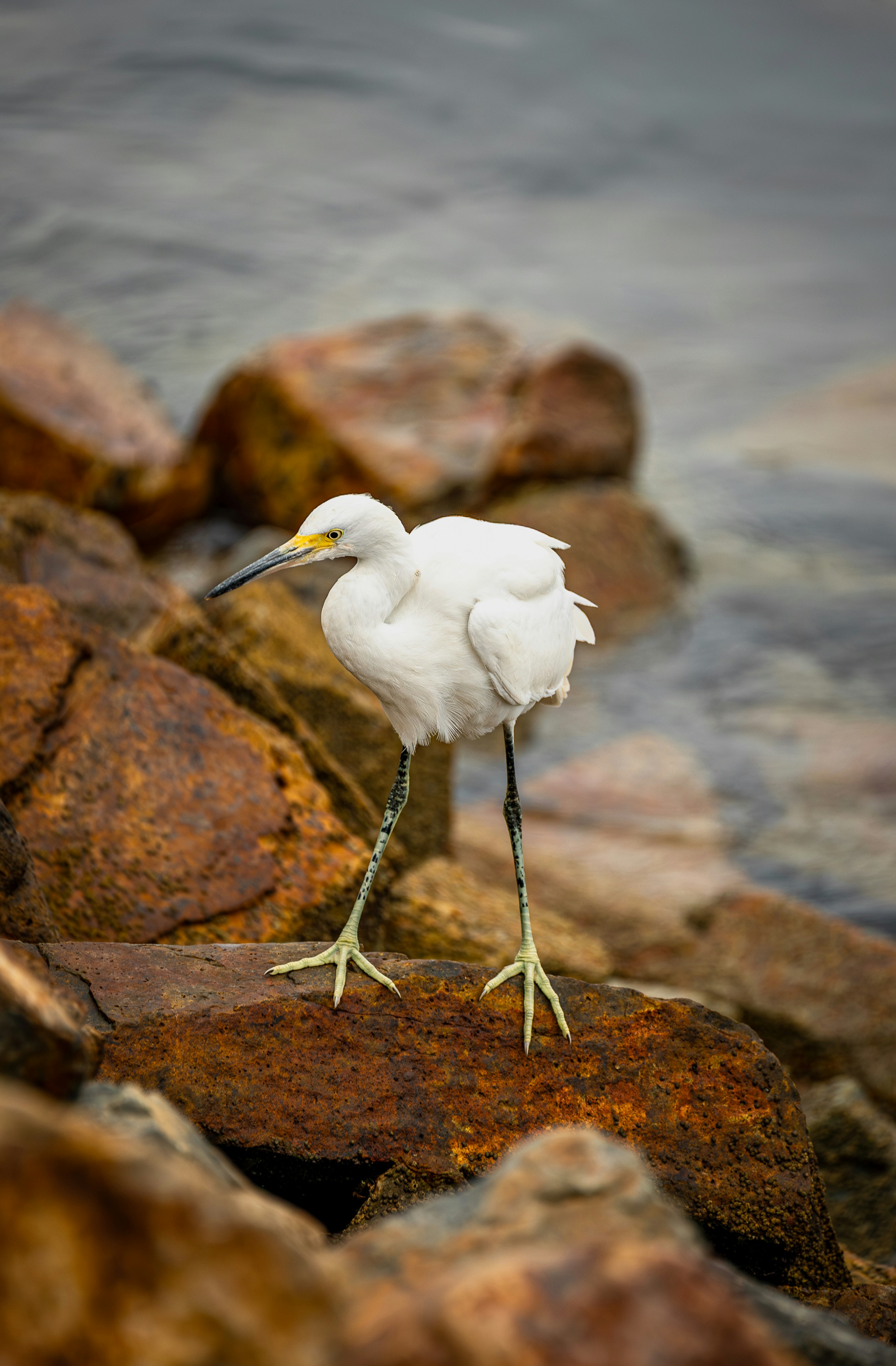 A white egret stands on brown rocks near water.