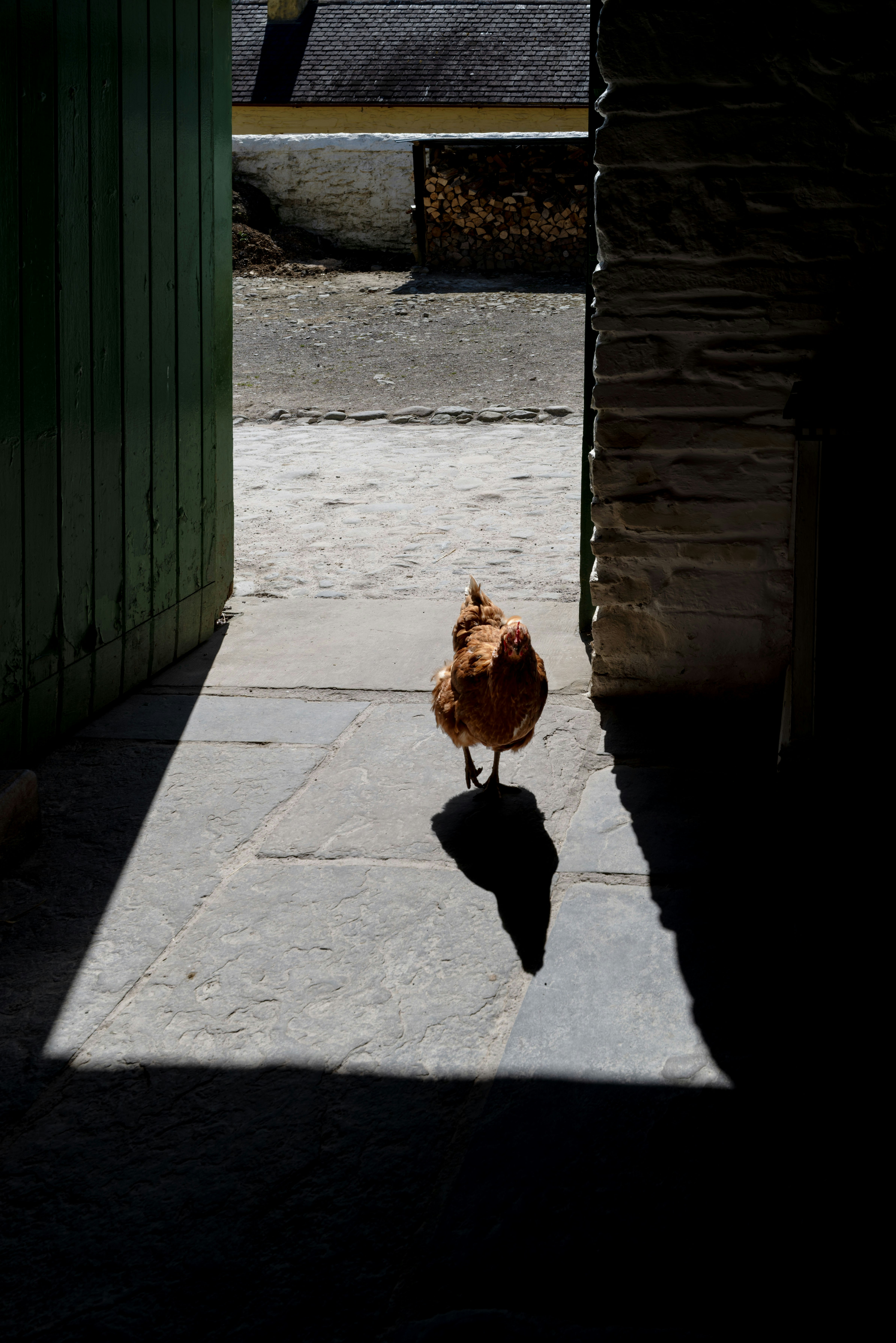 Free Range and Fearless