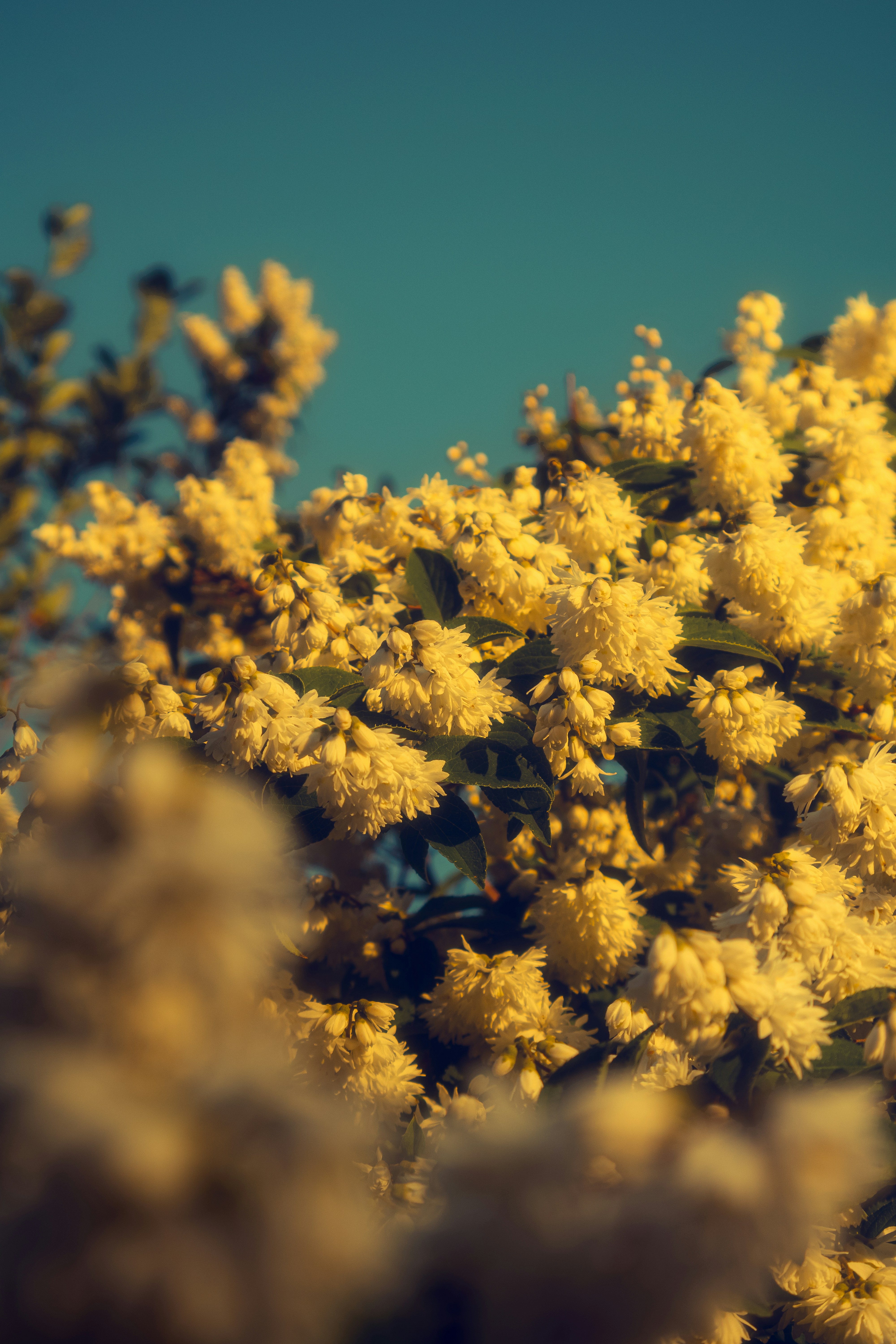 Yellow flowers blooming against a clear blue sky.