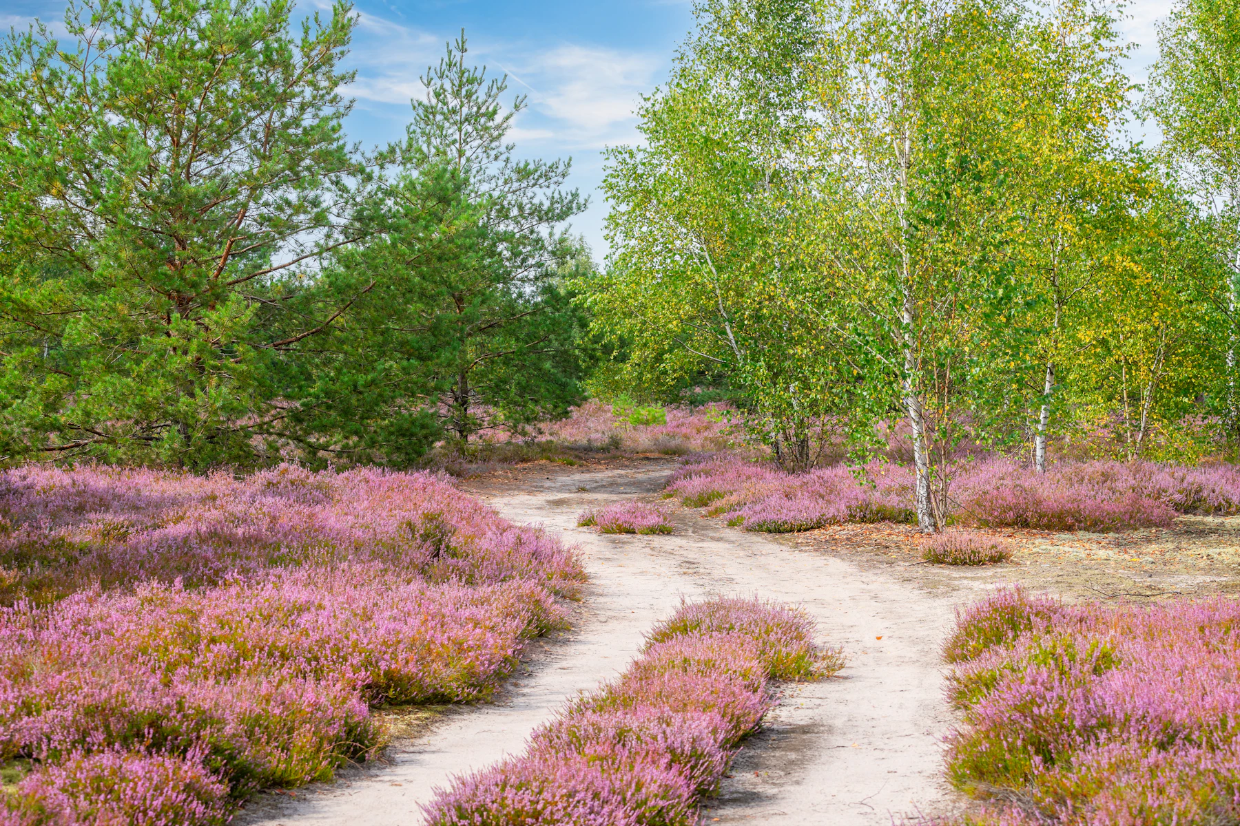 Bruyère en fleurs, bouleaux et sentier de sable