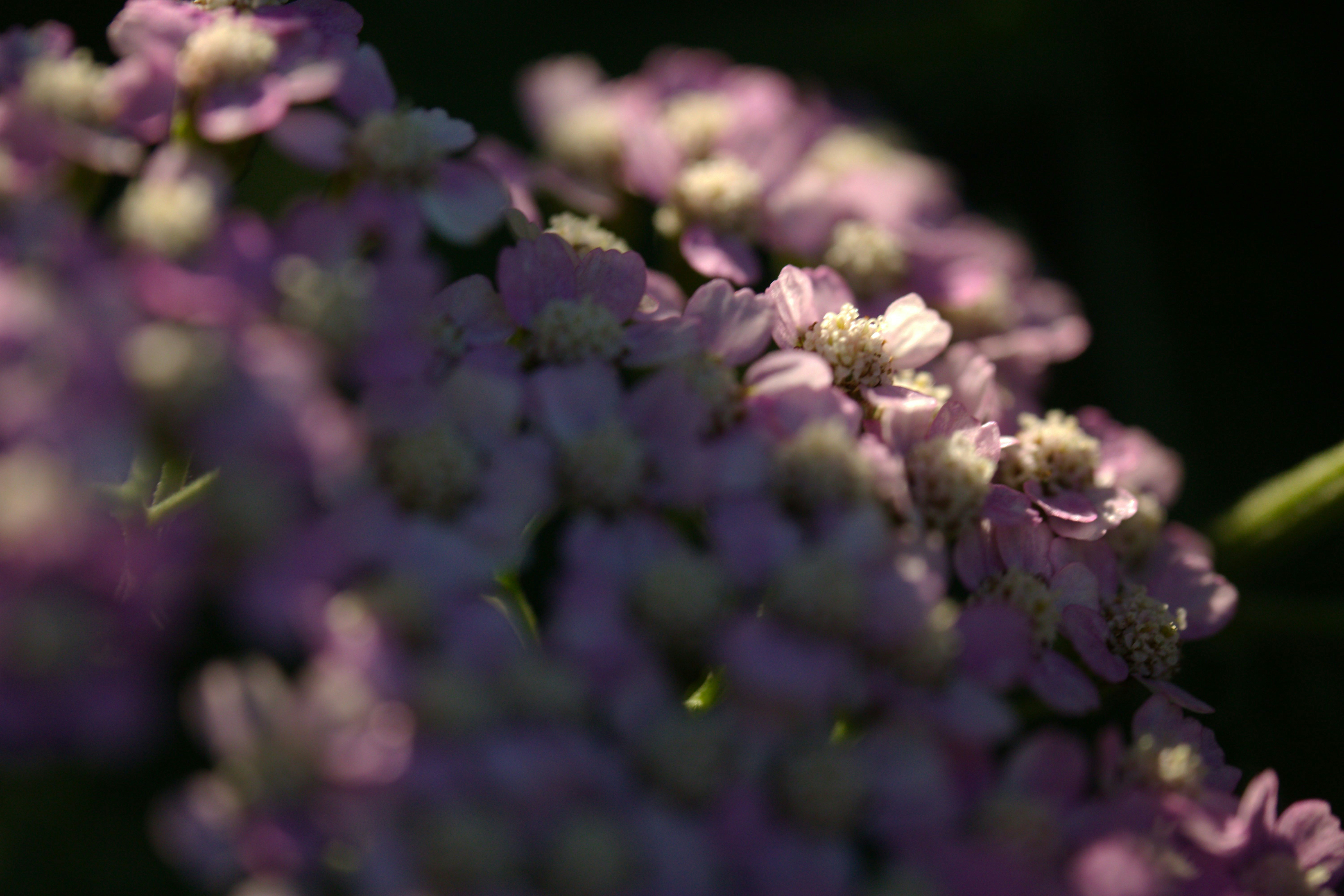 Purple and white flowers blooming against a dark background.