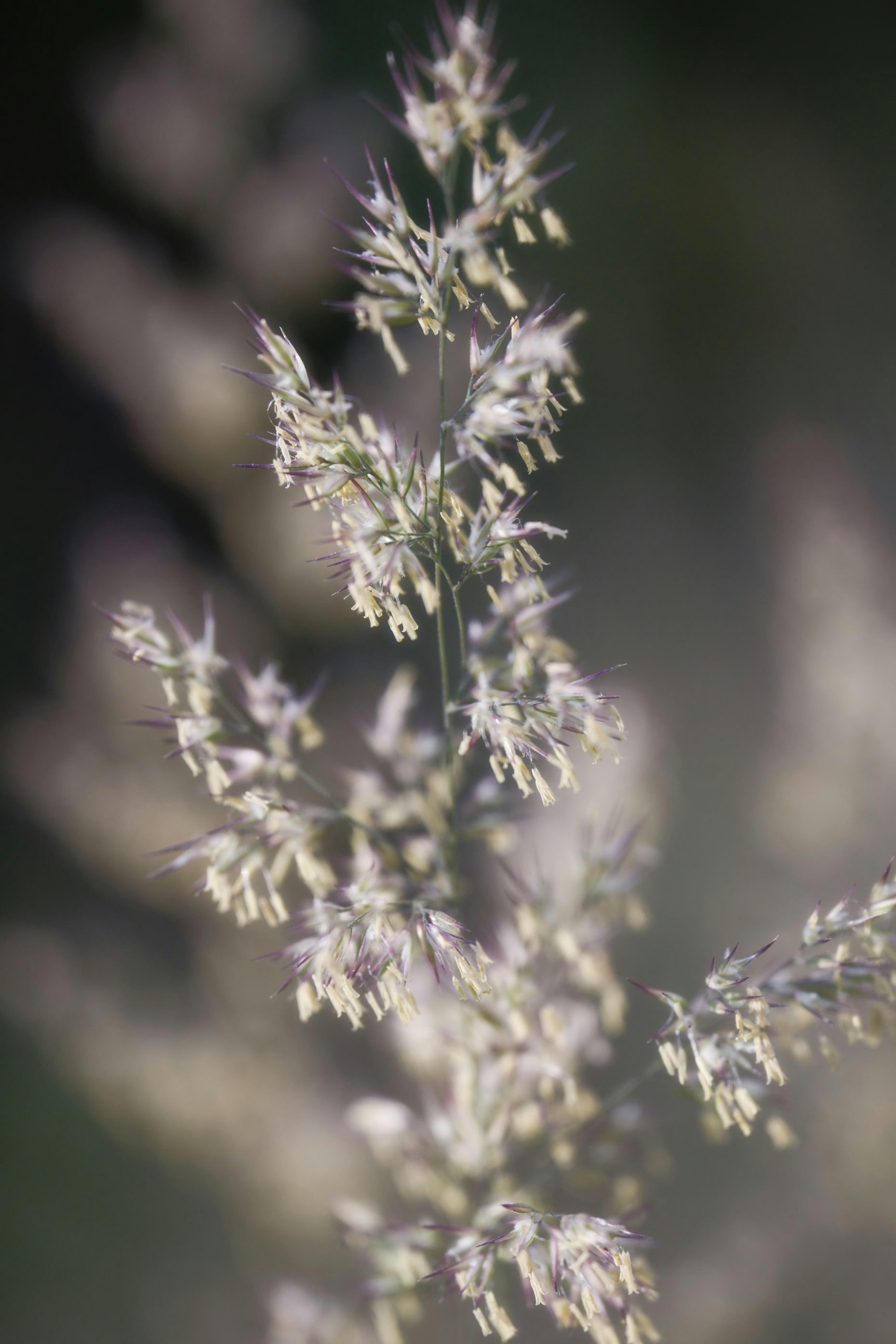 Feathery white plant stalk in soft focus.