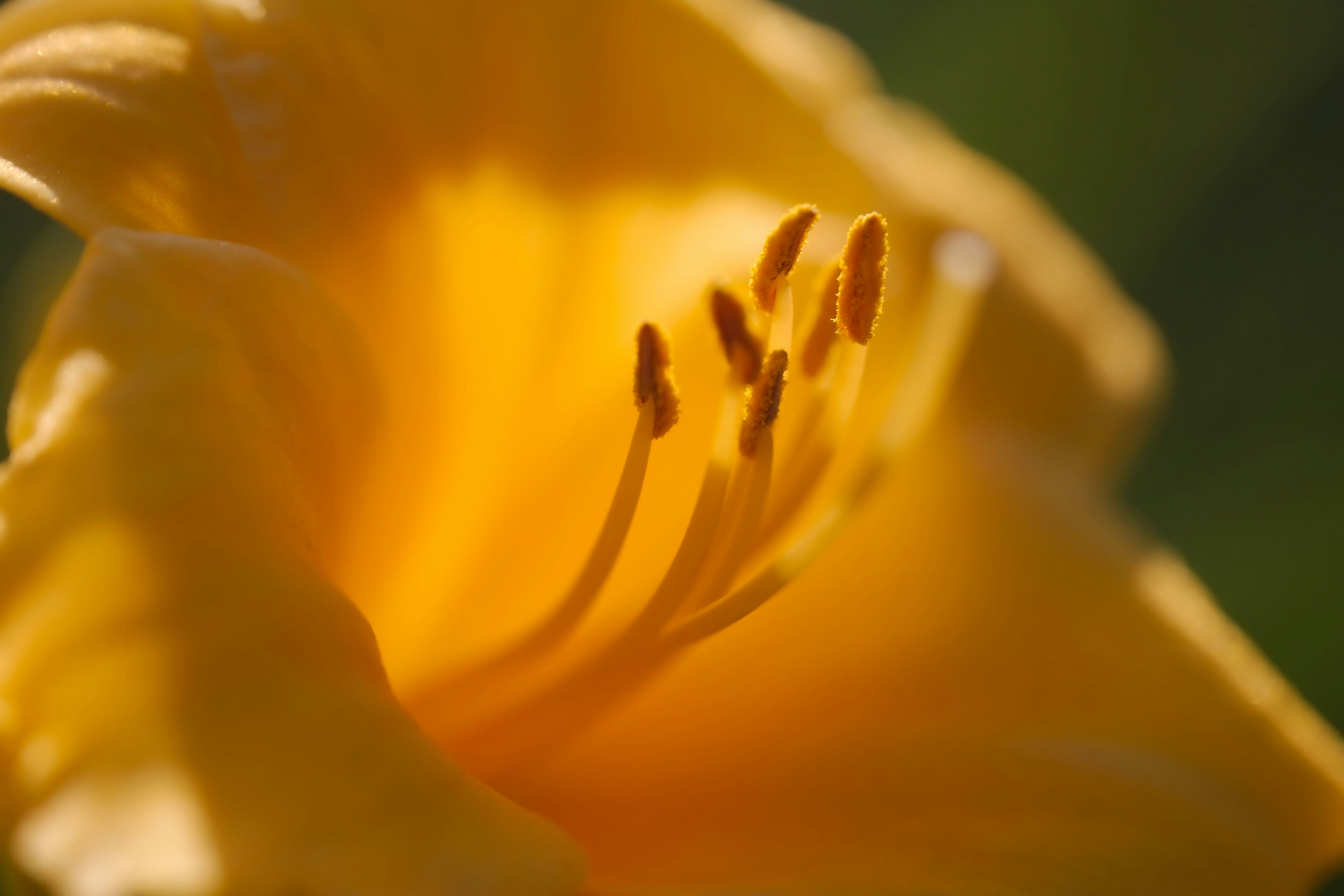 Close-up of a vibrant yellow flower with prominent stamens.