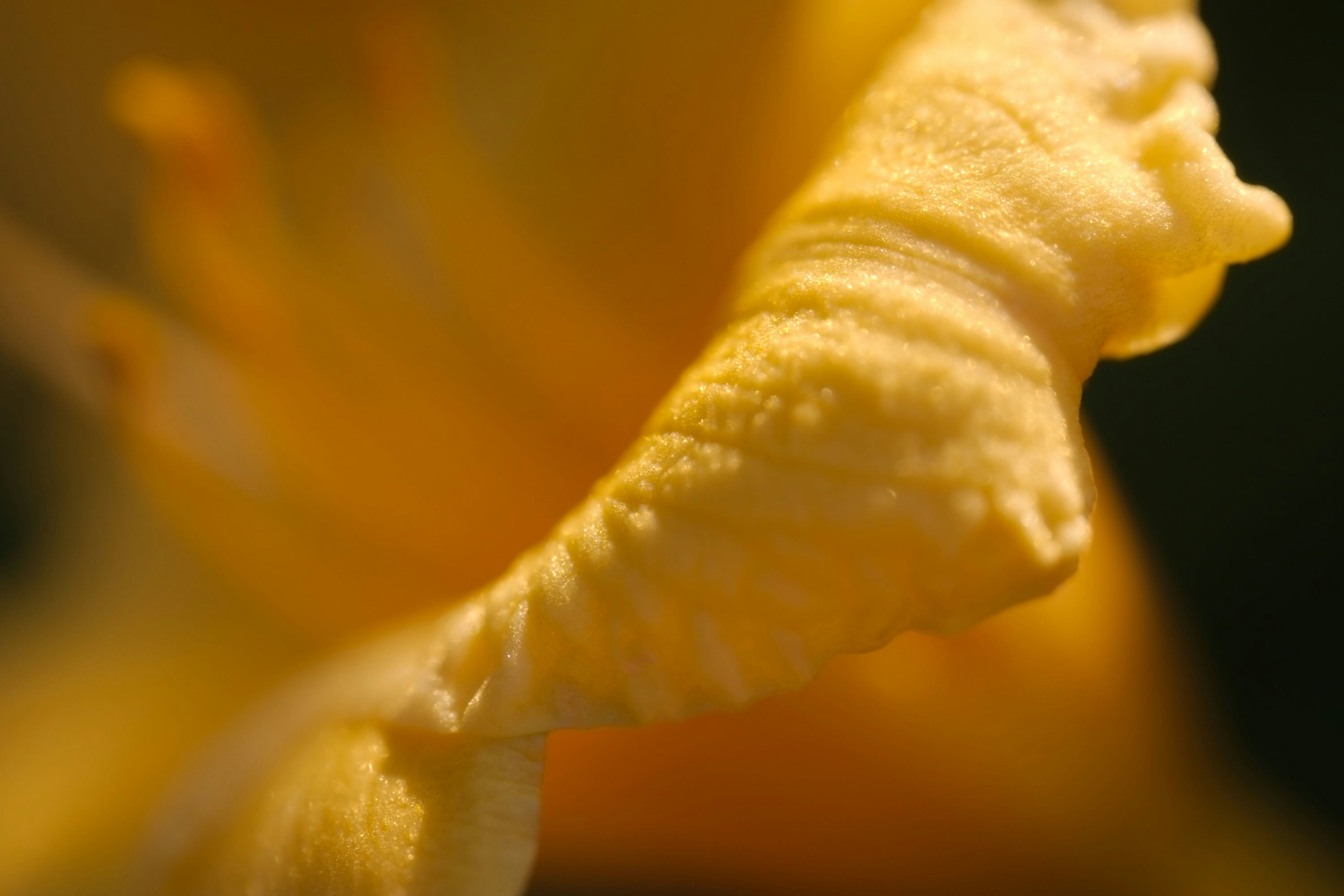 Textured yellow flower petal.