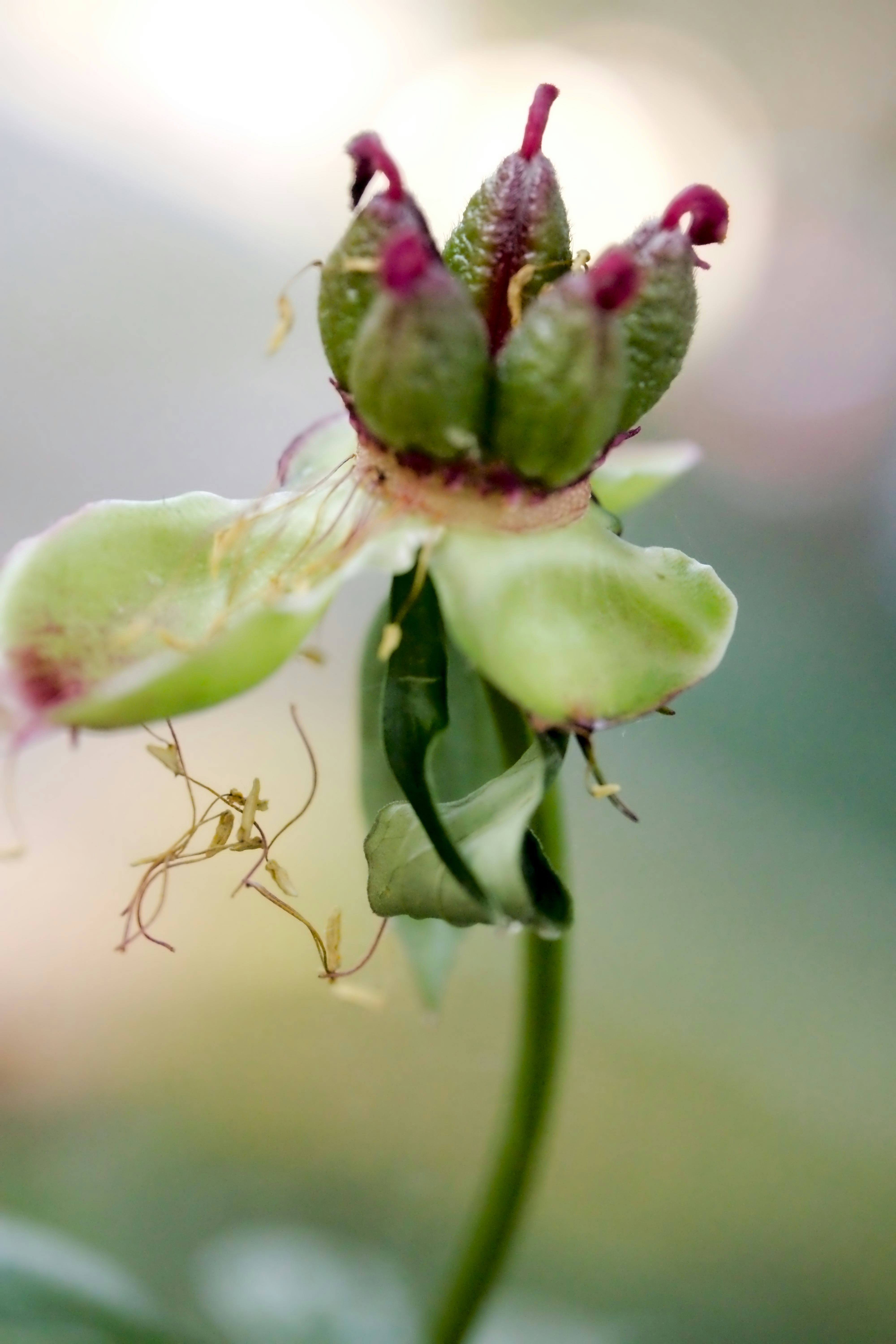 A plant with green seed pods and faded petals.