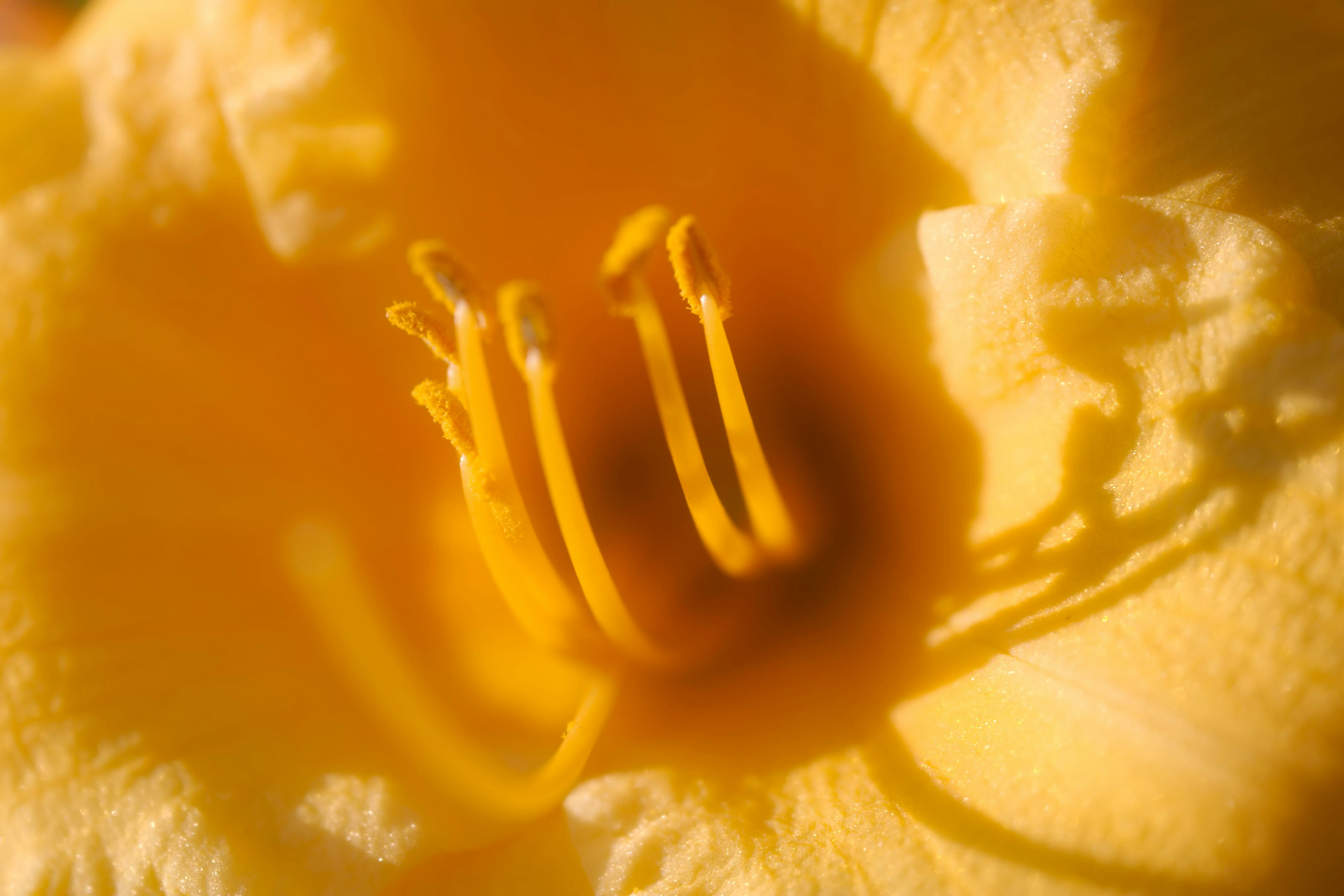 Close-up of a vibrant yellow flower's center with prominent stamens.